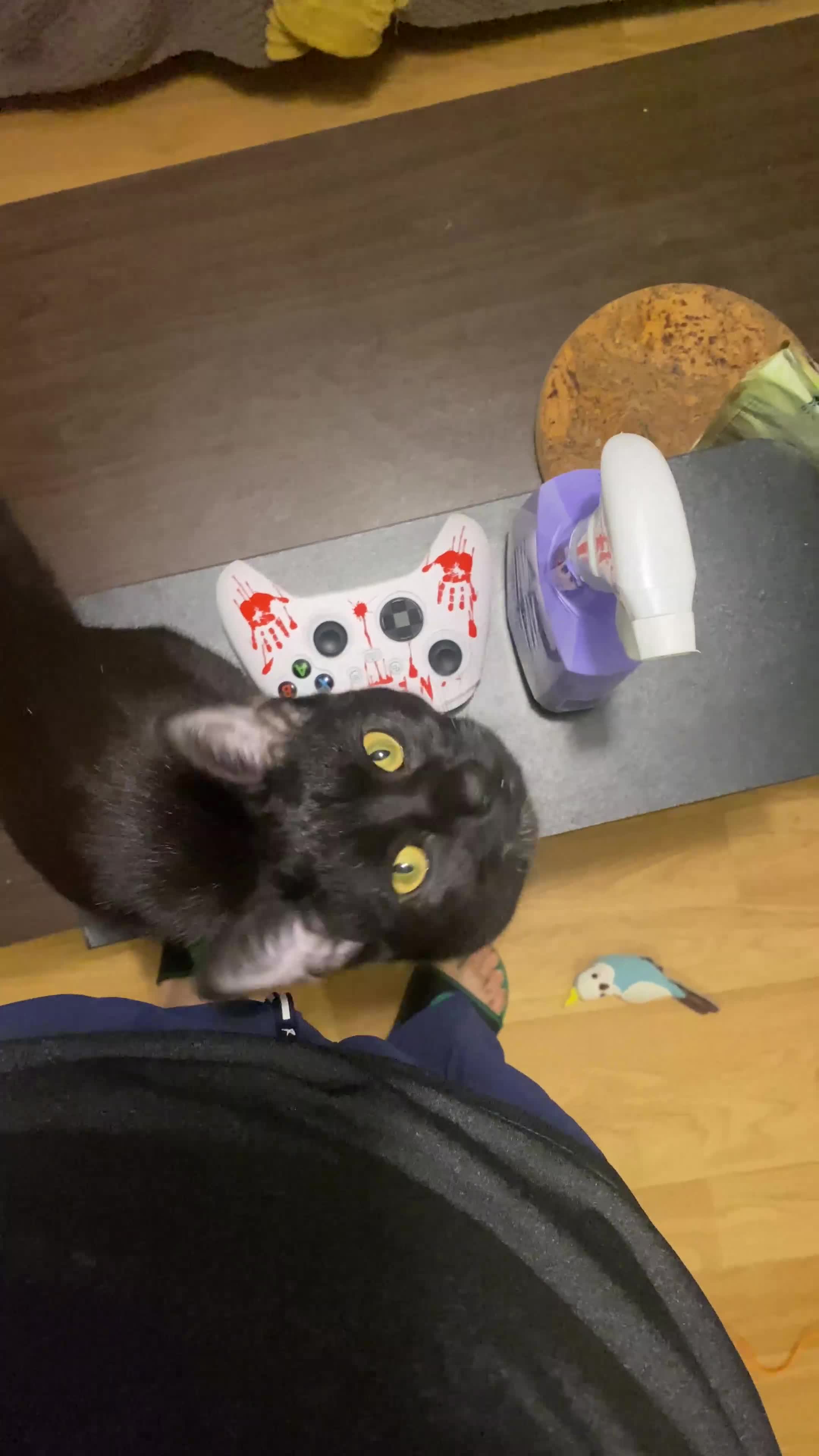 Mixed Breed cats for sale: Kimchi looking for a warm home - Video 1