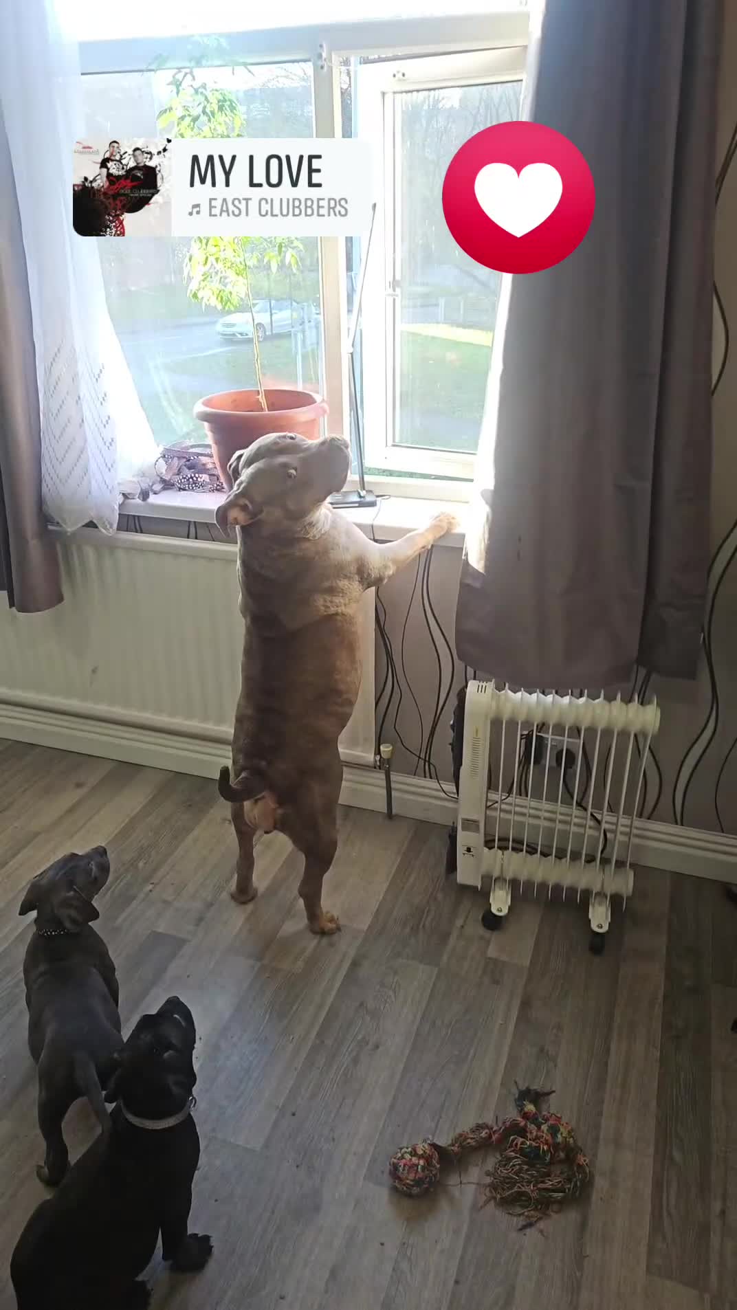 Mixed Breed dogs for sale: Prety puppy - Video 5