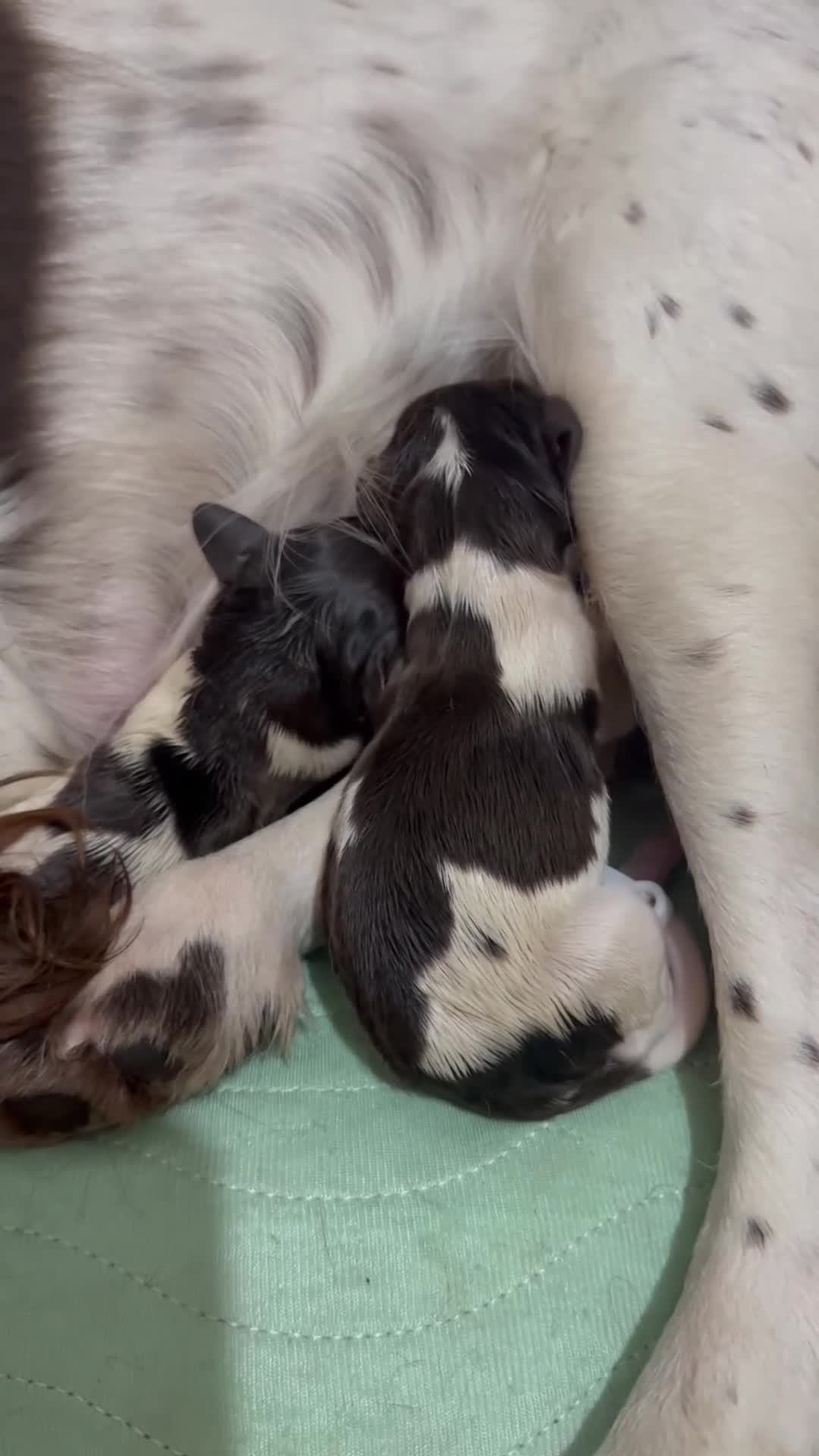 English Springer Spaniel dogs for sale: English Springer Spaniel Puppies - Video 1