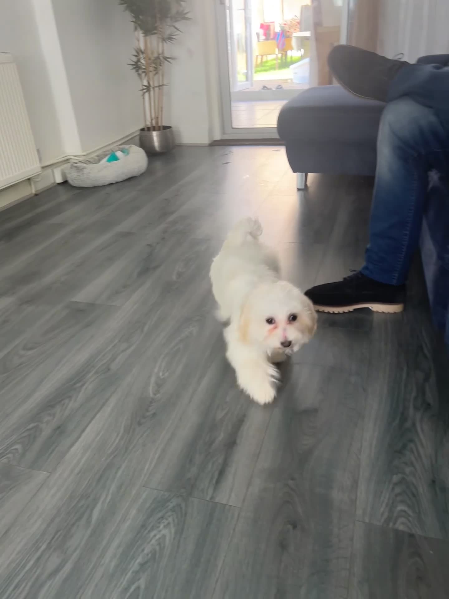 Bichon Frise dogs for sale: Bichon mautez  - Video 1