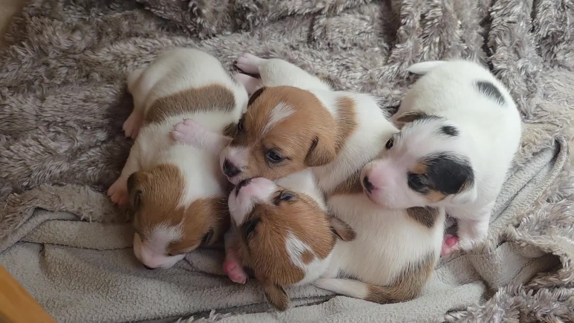 Jack Russell dogs for sale: Mini jack russel pups ready 13 june deposit secure - Video 1