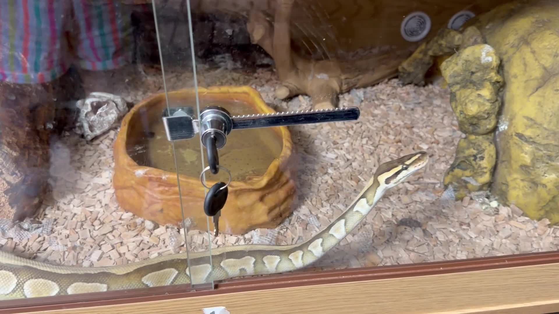 Python Snake reptiles for sale: Butter ball python with Viv & set up  - Video 1