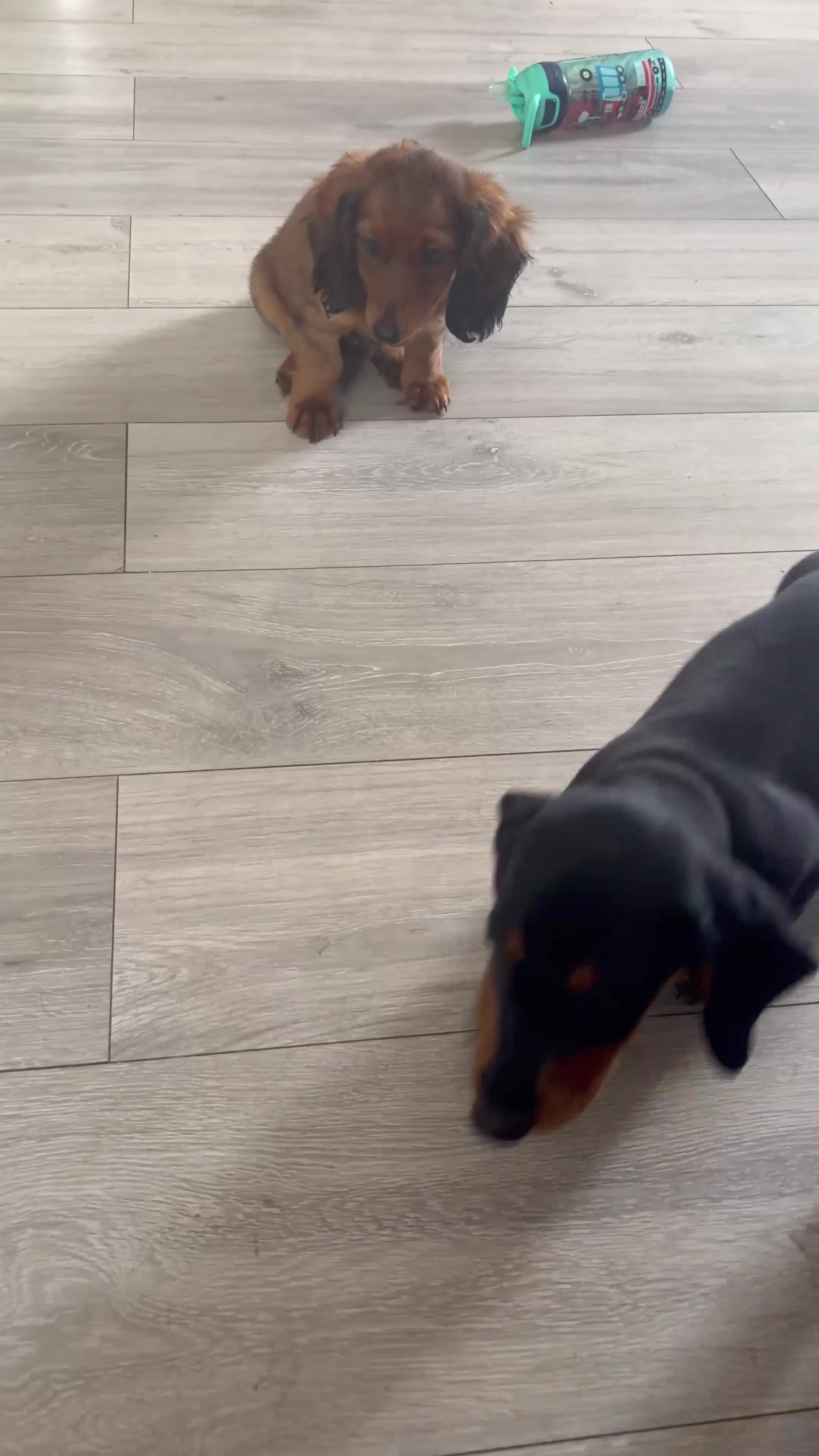Miniature Dachshund dogs for sale: stunning miniature dachshund - Video 1