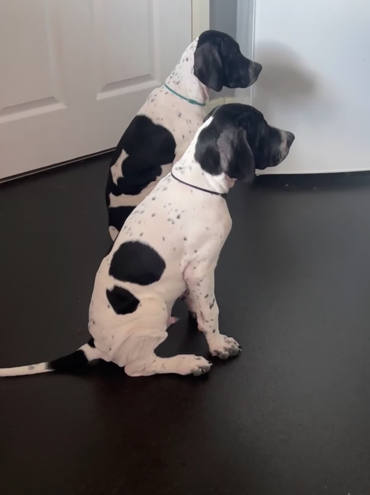 Pointer dogs for sale: Gorgeous Pedigree Pointer Pups - Video 1
