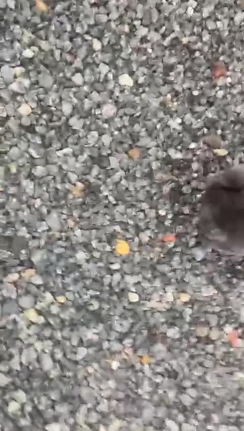 Chow Chow dogs for sale: Chow chow puppy - Video 1