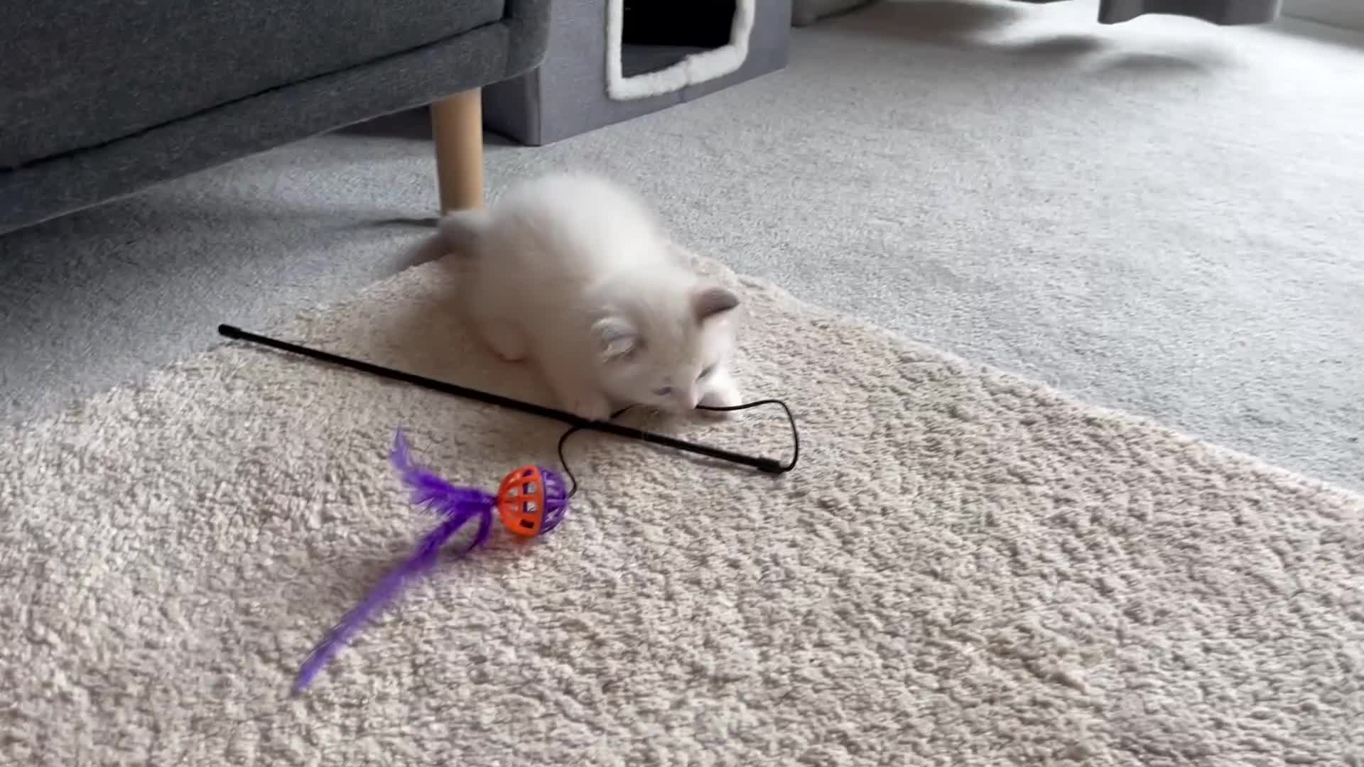Ragdoll cats for sale: Pure Ragdoll kittens for sale london  - Video 2