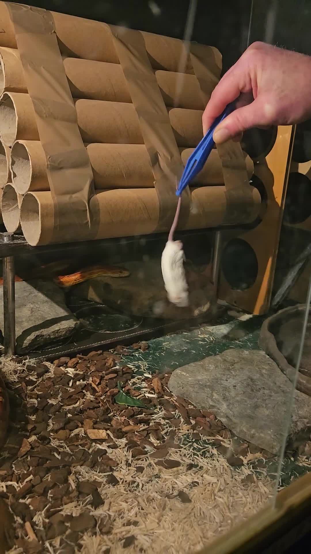 Corn Snake reptiles for sale: super friendly large corn snake and 4ft viv - Video 1
