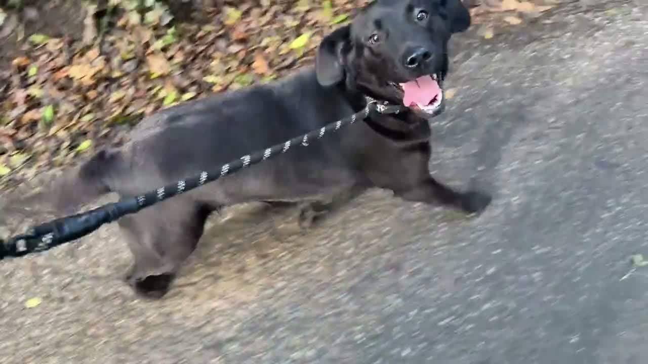 Labrador Retriever dogs for sale: Adult - KC Registered Labrador Retriever Female  - Video 1