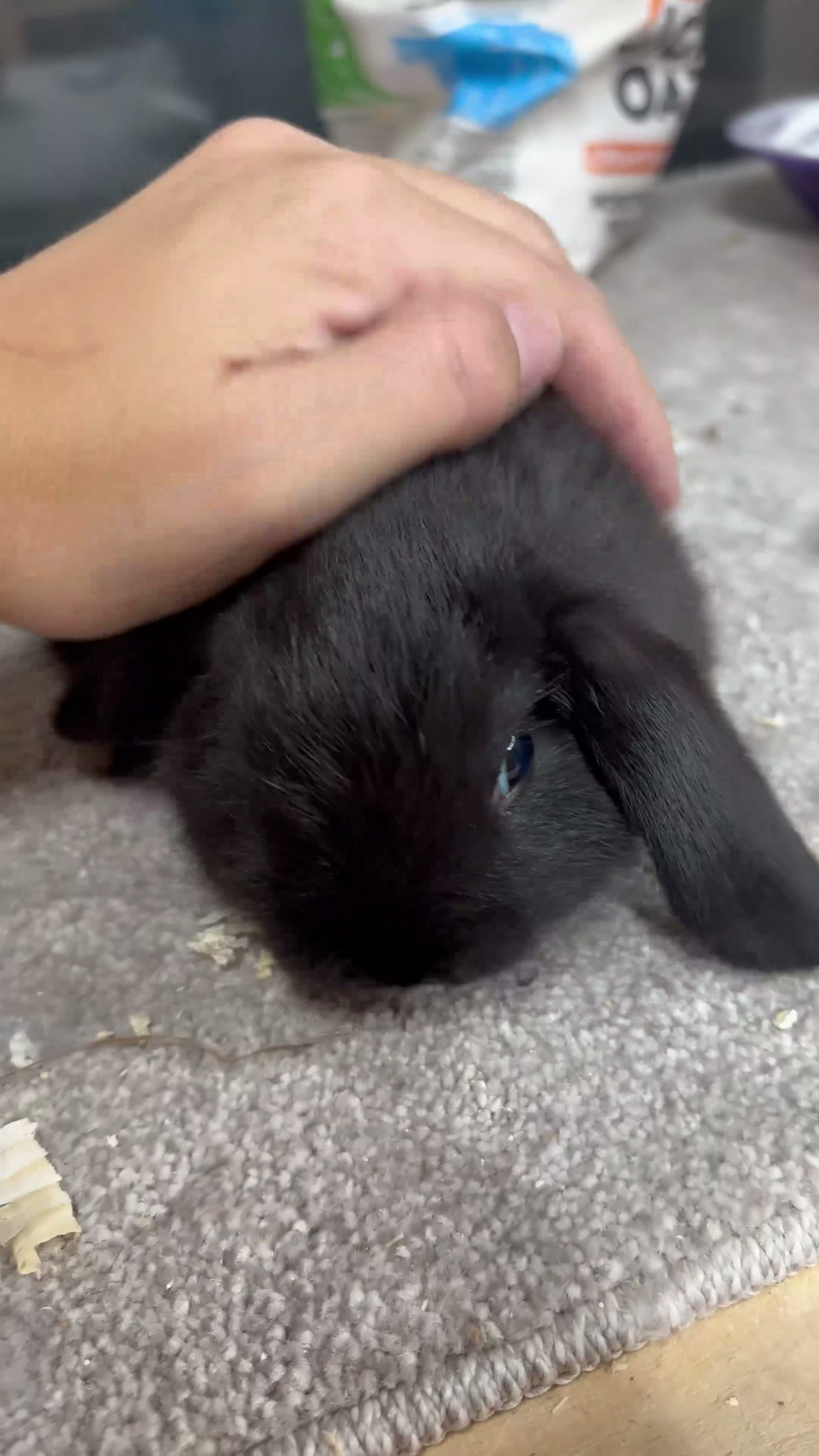 Mini Lop rabbits for sale: BRC rung and Vaccinated Mini Lop  - Video 1