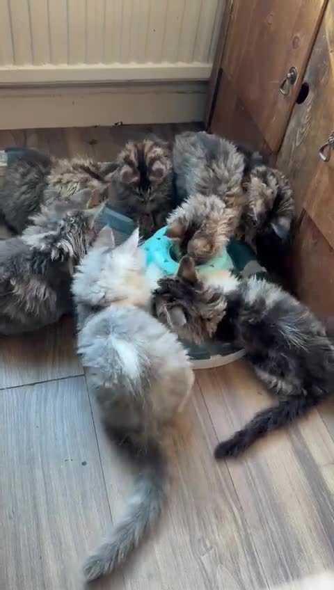 Maine Coon cats for sale: TICA registered Maine Coon Kittens  - Video 1