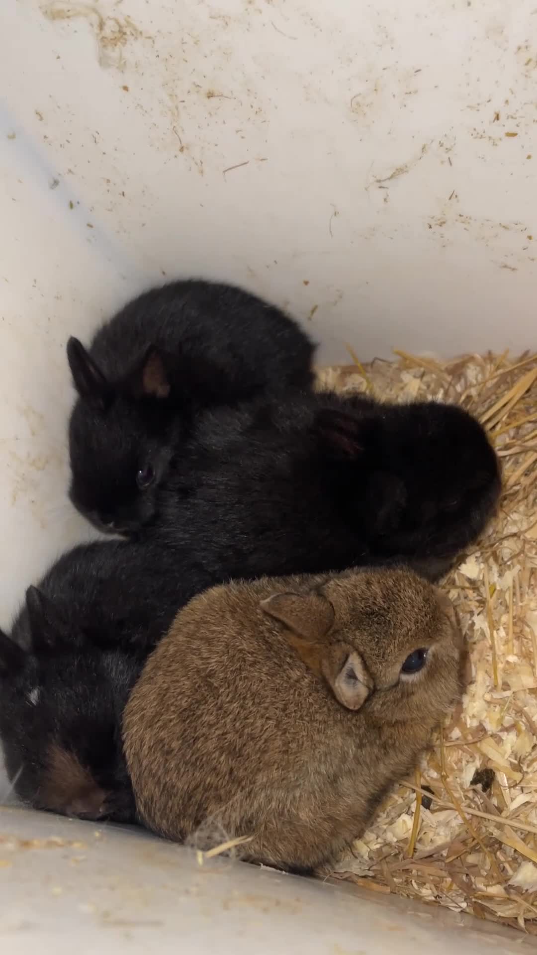 Netherland Dwarf rabbits for sale: Pure Netherland Dwarfs  - Video 2