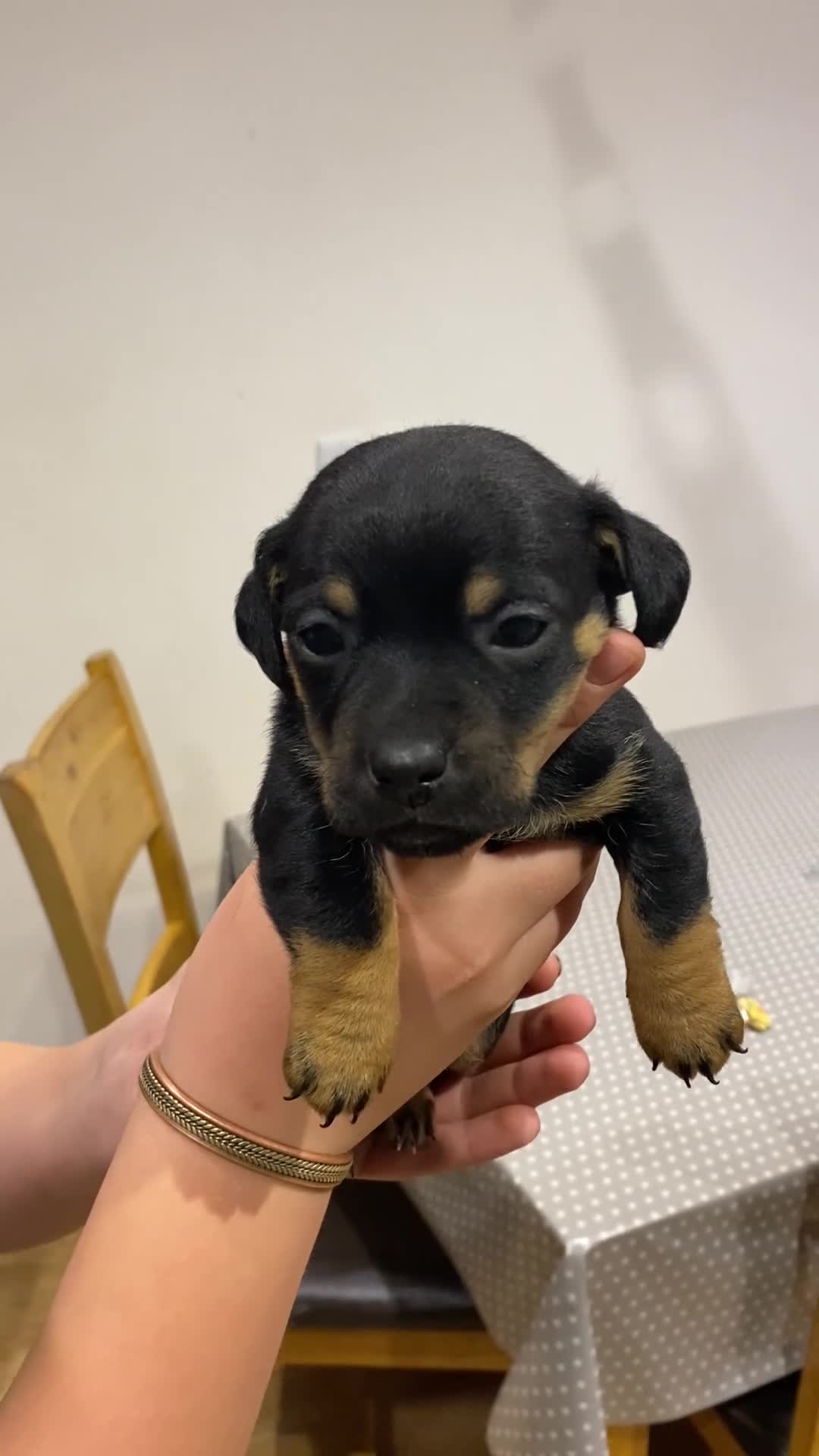 Jack Russell dogs for sale: Jack Russell pups - Video 5