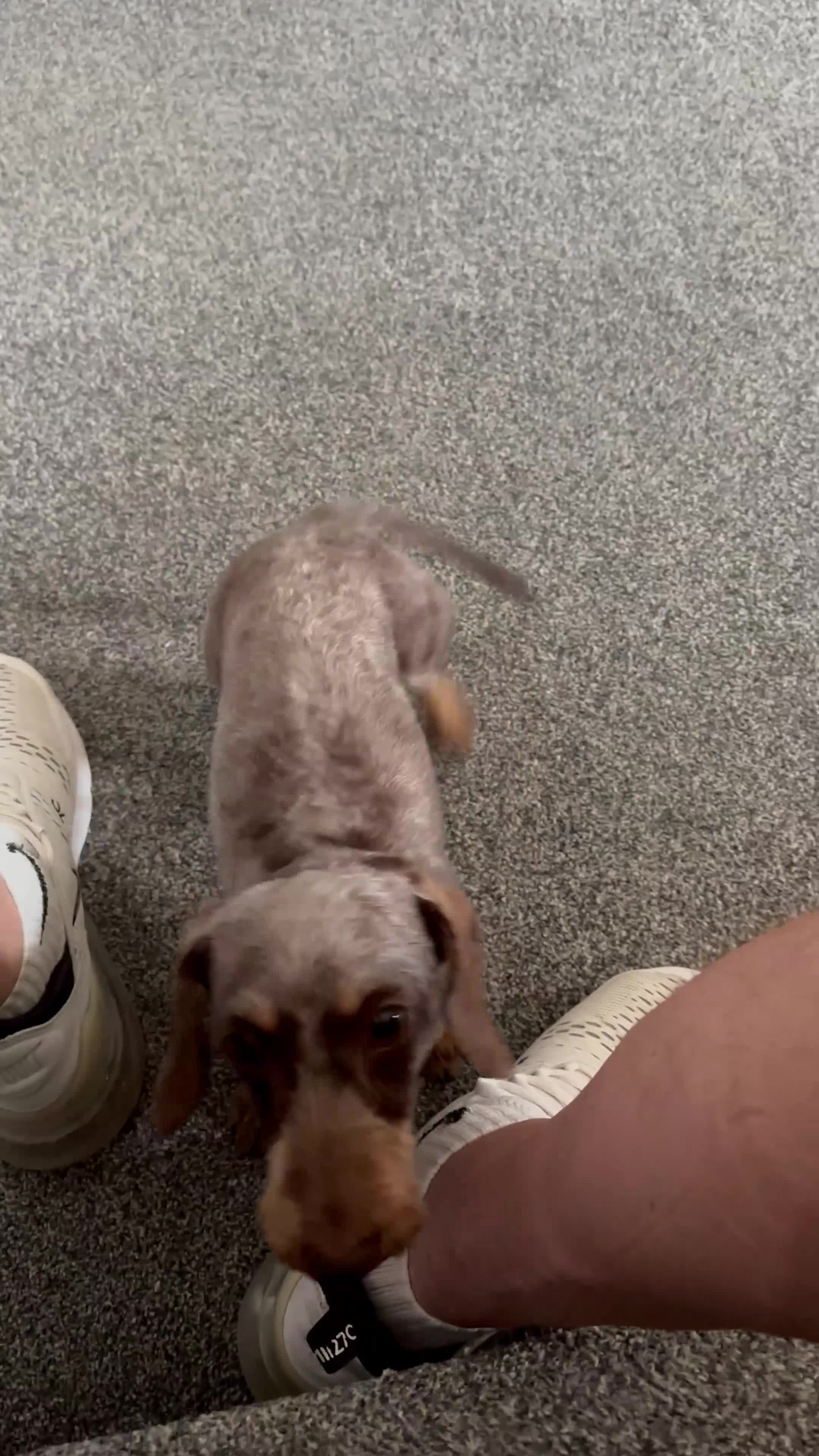Miniature Dachshund dogs for sale: Miniature Daschund - Video 1