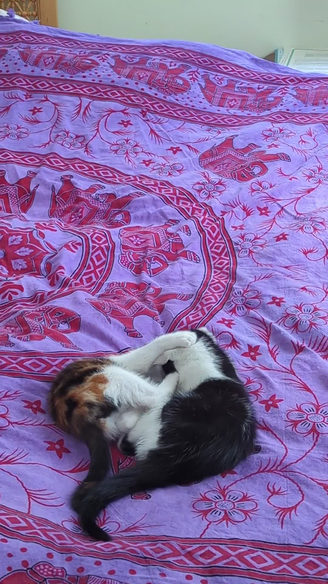 Mixed Breed cats for sale: Unique & beautiful calico kittens  - Video 1