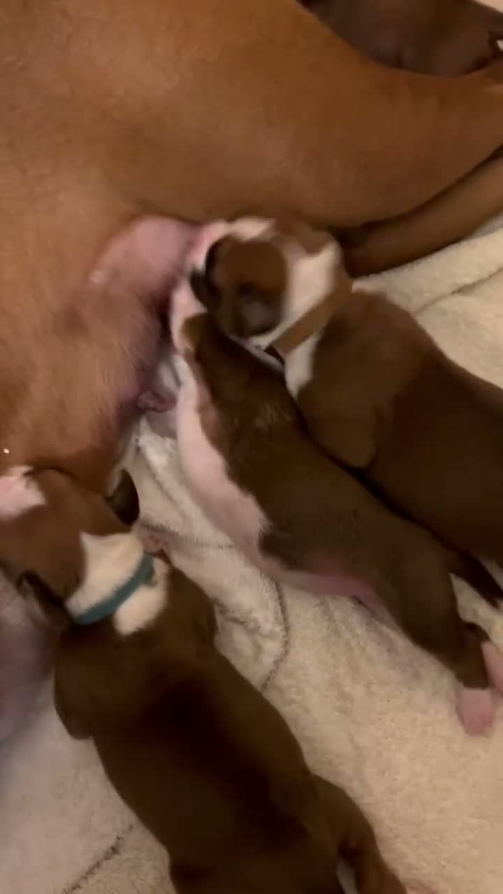 Boxer dogs for sale: Beautiful Boxer Puppies - long tailed boys/girls - Video 2
