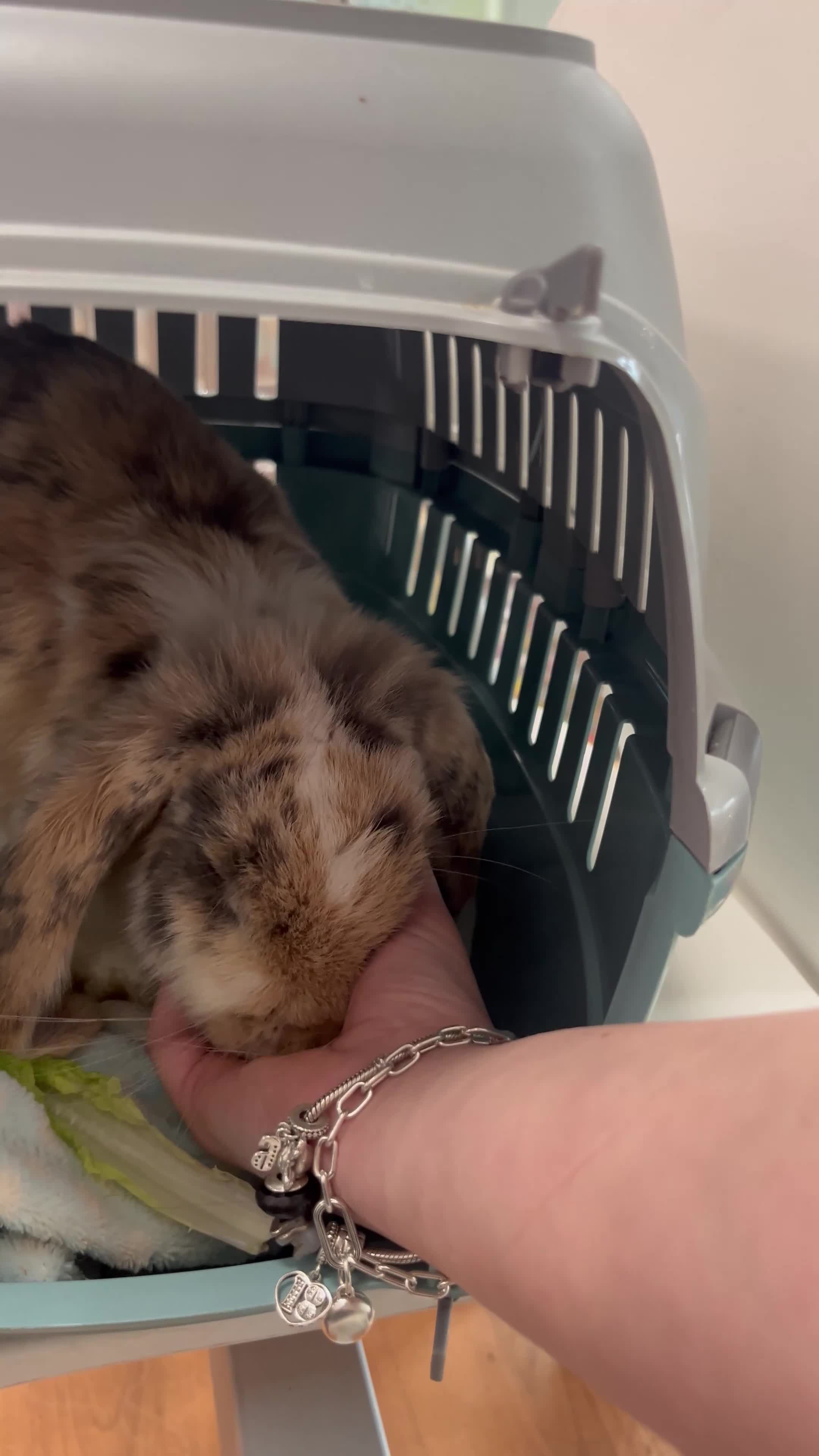 French Lop rabbits for sale: Rehoming my 11month old Male NEUTERED rabbit  - Video 3