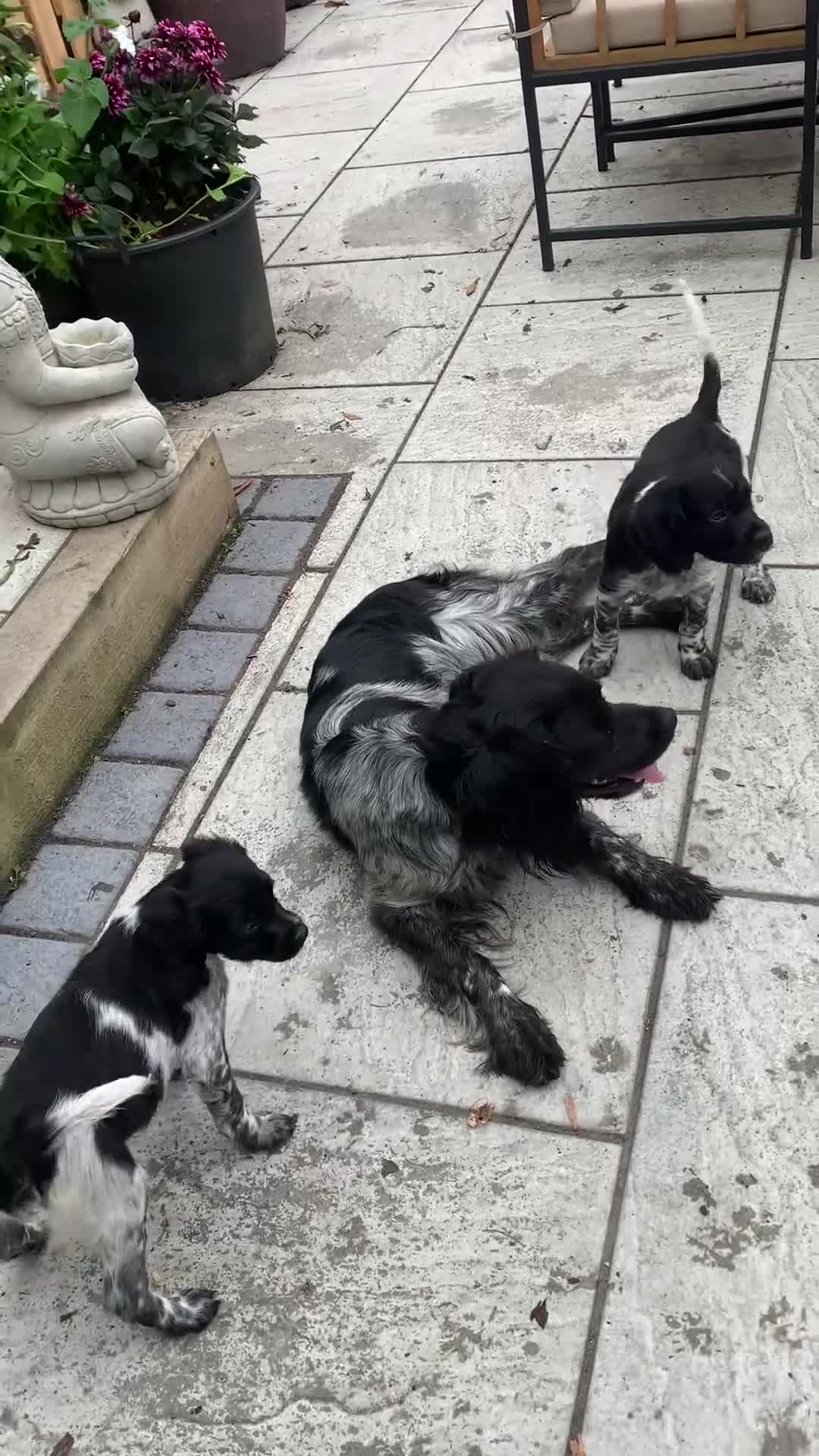 Brittany Spaniel dogs for sale: Working Brittany Spaniels - Video 1