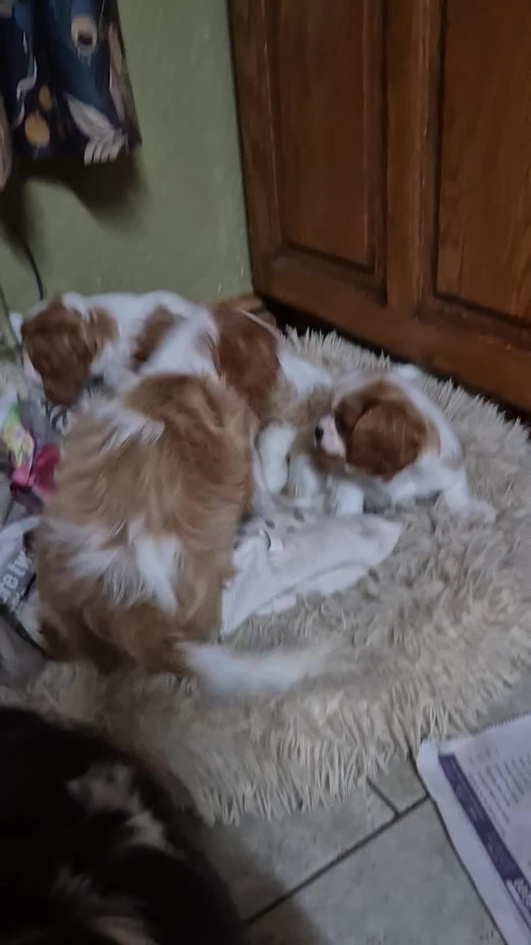 Cavalier King Charles Spaniel dogs for sale: Blenheim Cavalier King Charles spaniel puppies  - Video 2