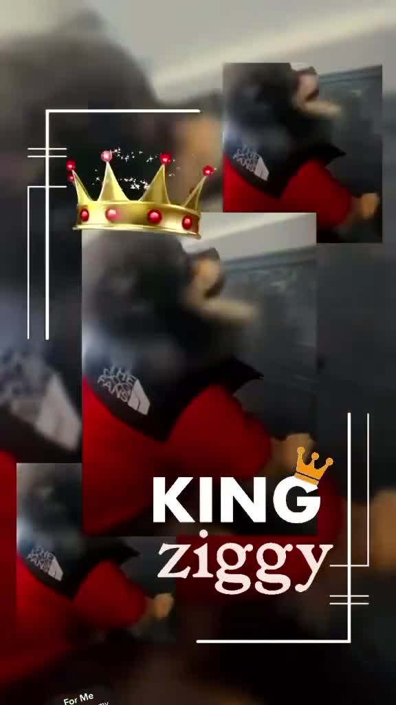 Pomeranian dogs for stud: 💙✨BLUE EYES & Hazel 👀 Poms 🐶EXPERIENCED STUDS🏆 in Bedford - Video 4