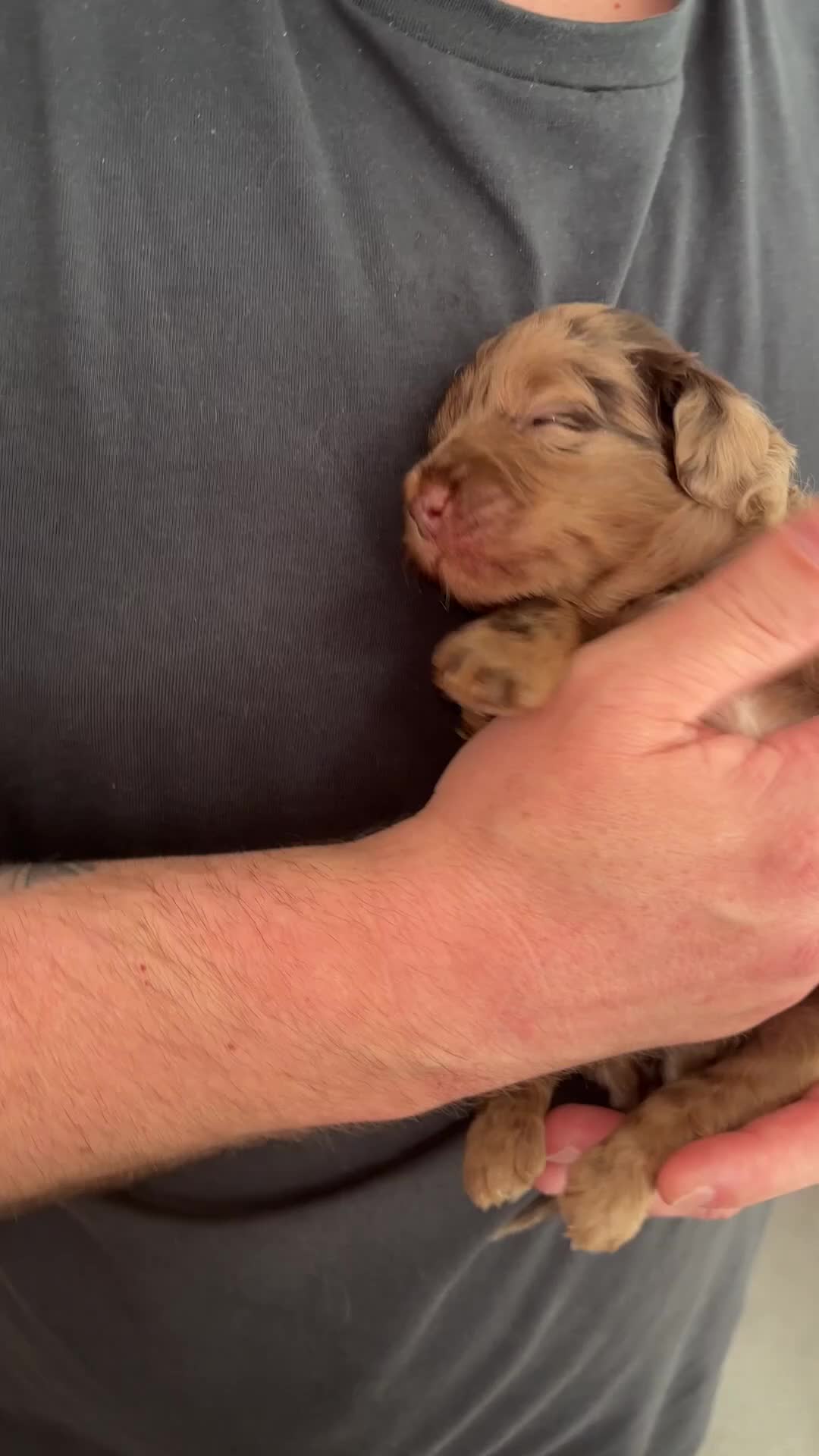 Cockapoo dogs for sale: Beautiful merle Cockapoo puppies  - Video 1