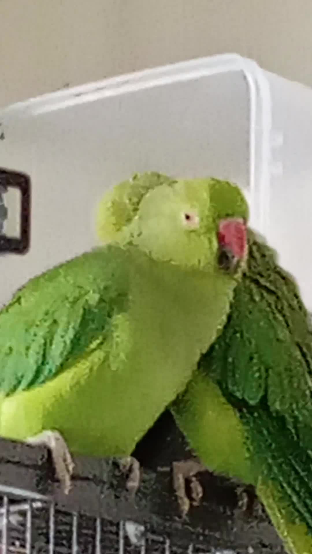 Ringnecks birds for sale: IRN,s - Video 1