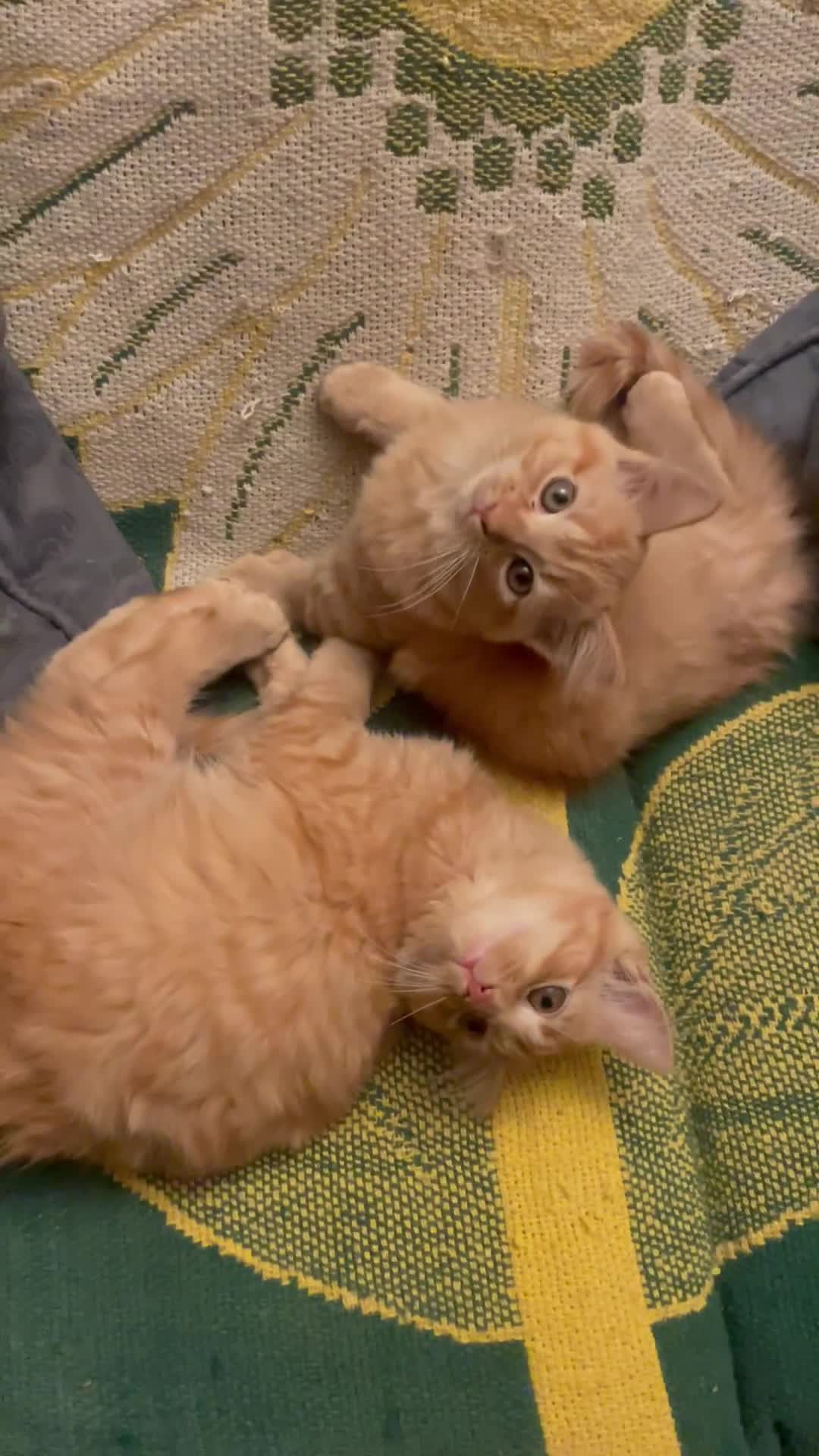 Munchkin cats for sale: Adorable Apricot-Marmalade Tabby Munchkin Male Kit - Video 1