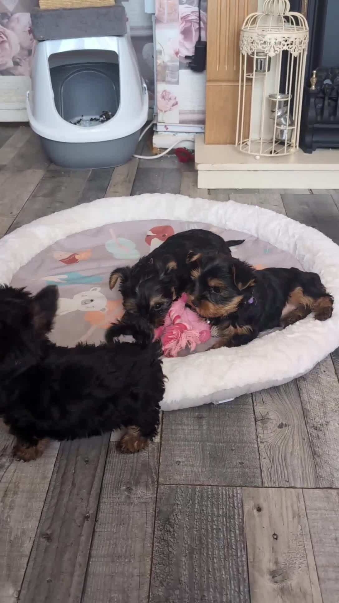 Yorkshire Terrier dogs for sale: Yorkshire terrier puppies ready for viewing  - Video 2
