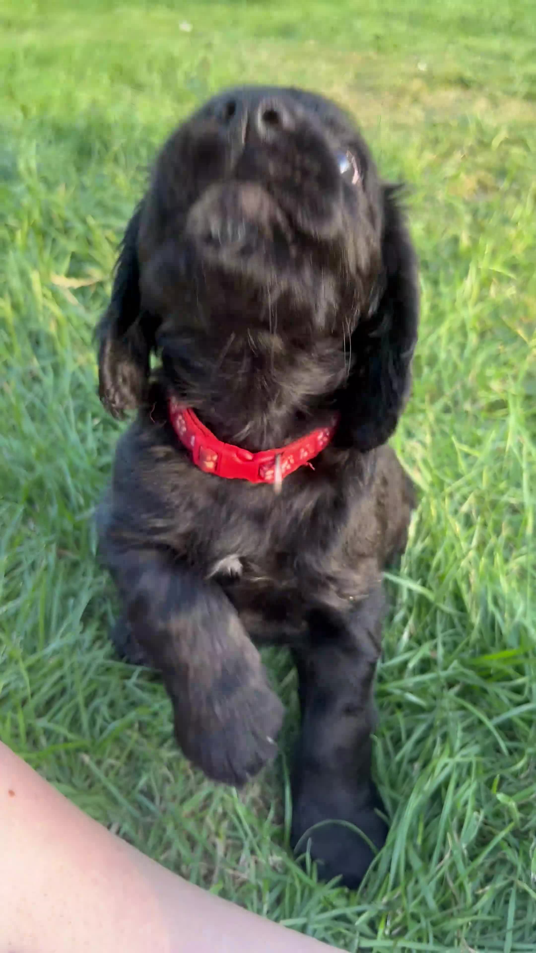 Cocker Spaniel dogs for sale: Beautiful working cocker spaniel pups  - Video 2