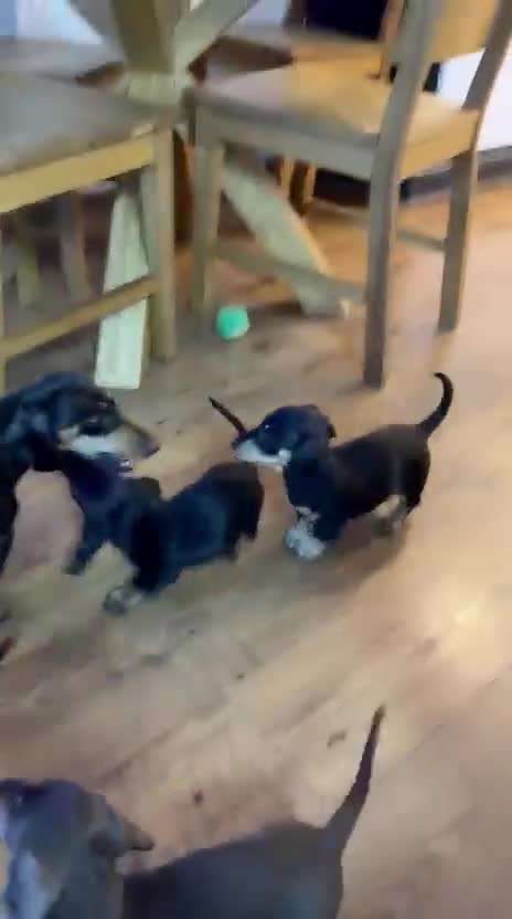 Miniature Dachshund dogs for sale: Miniature Dachshund Puppies-Ready to leave - Video 1