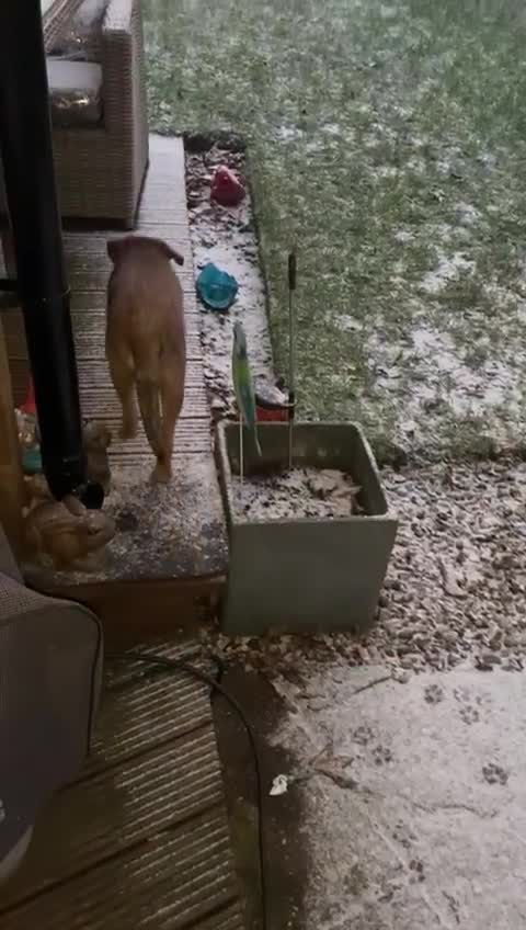 Border Terrier dogs for sale: Male border terrier  - Video 2