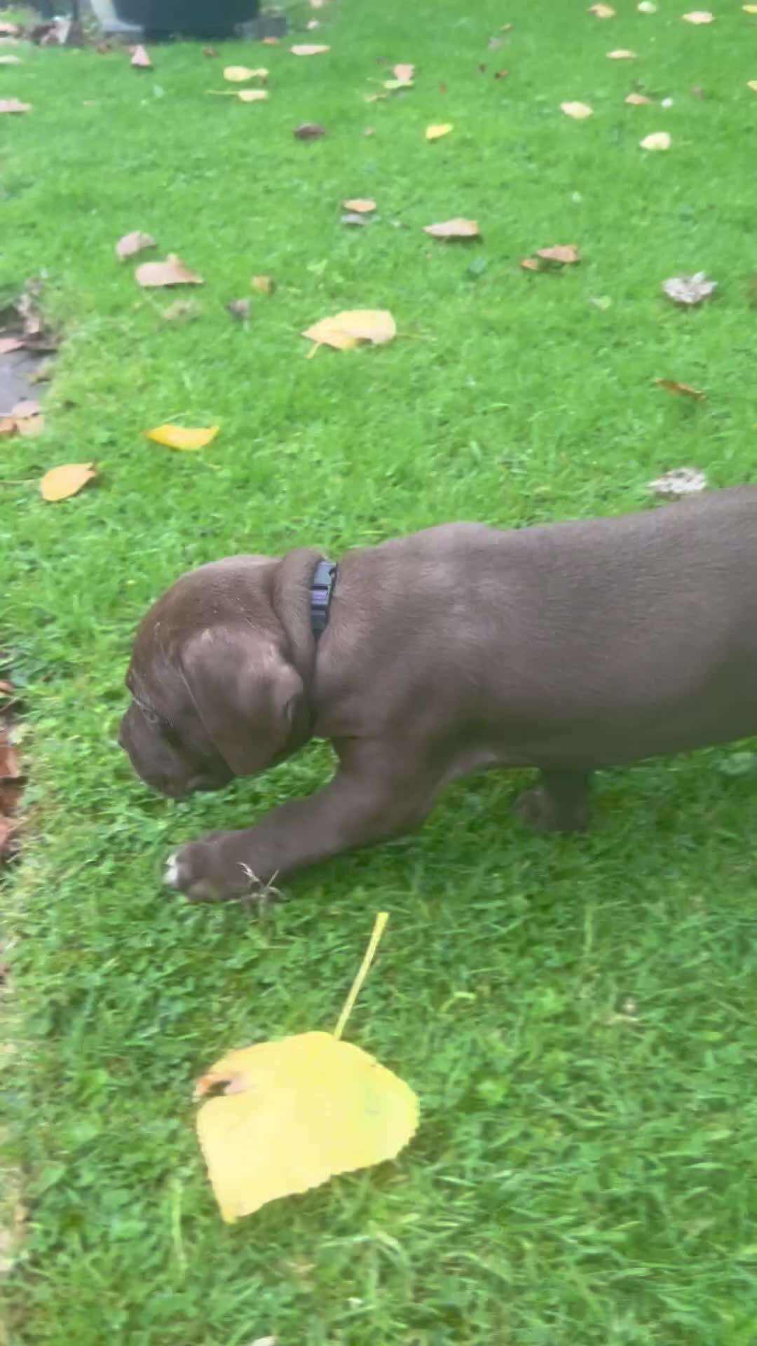 Cane Corso dogs for sale: Stunning chocolate cane corso bitch - Video 1
