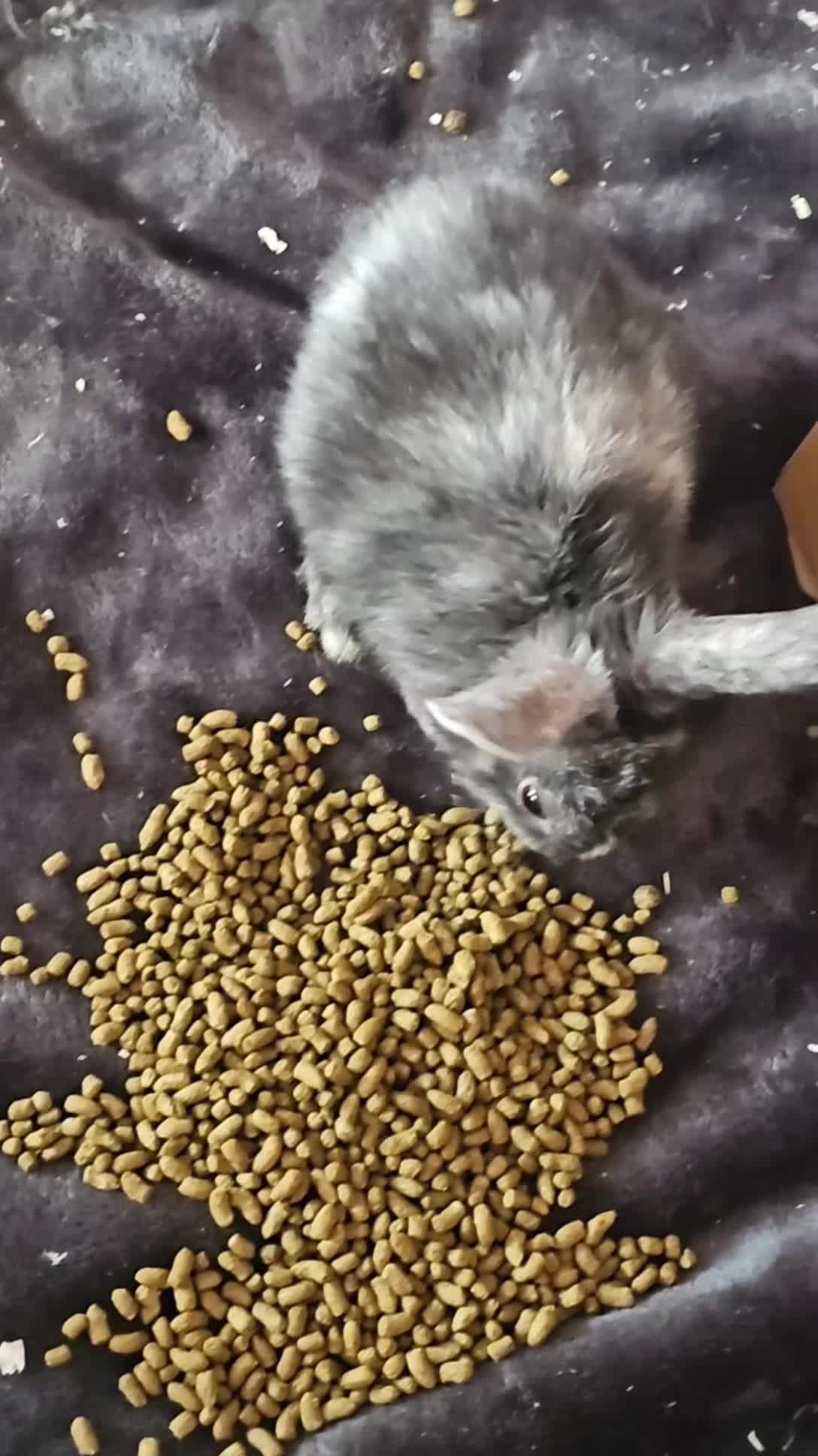 Harlequin rabbits for sale: URGENT 3 bunnies needing rehome 🫶♥️ - Video 1