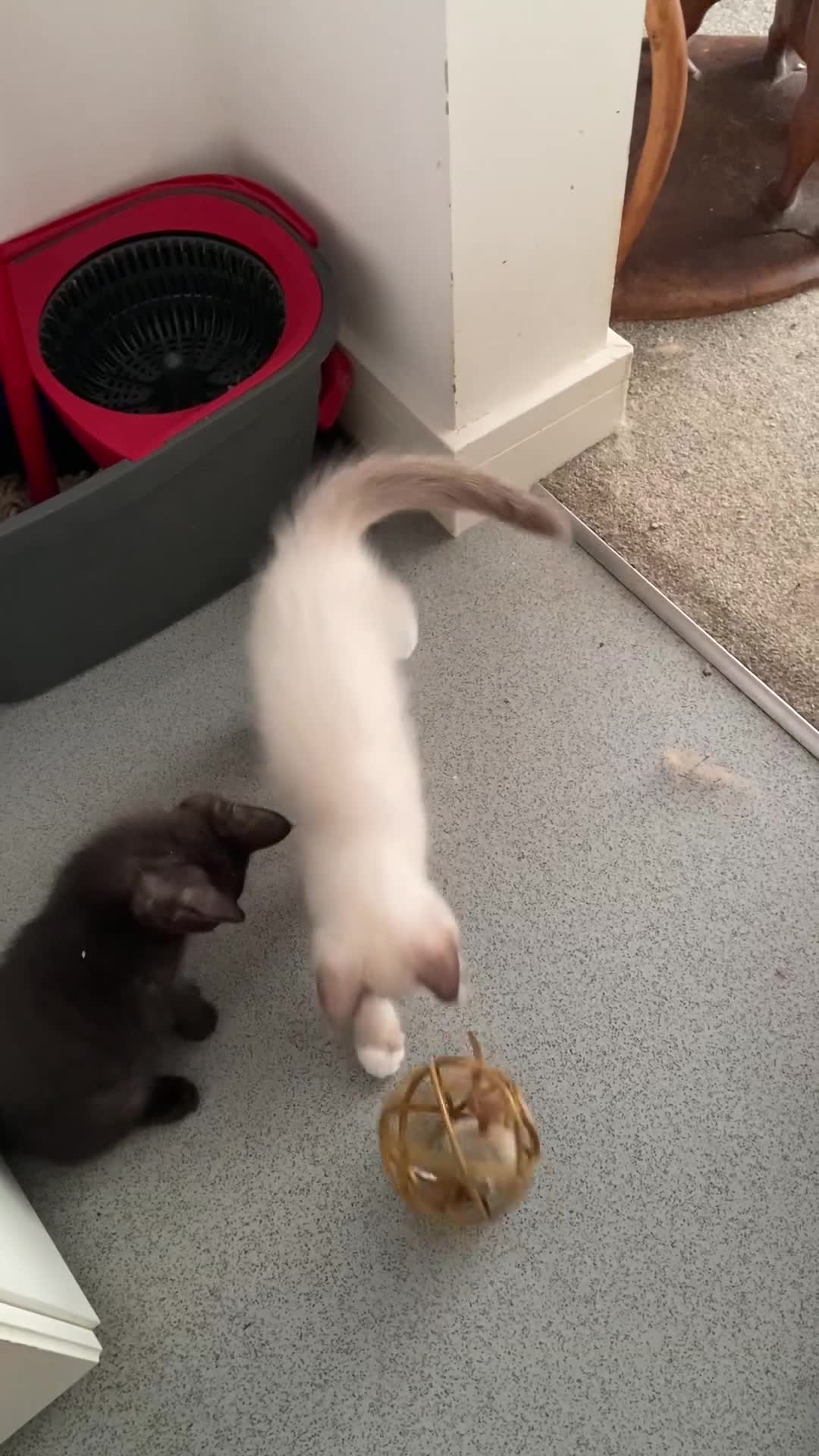 Norwegian Forest Cat cats for sale: Norwegian Forest X BSH - Video 1