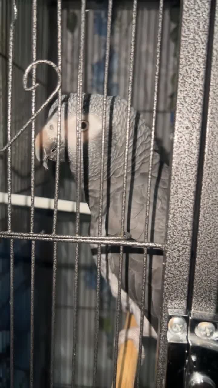 Parrots birds for sale: Selling my beautiful African grey - Video 2