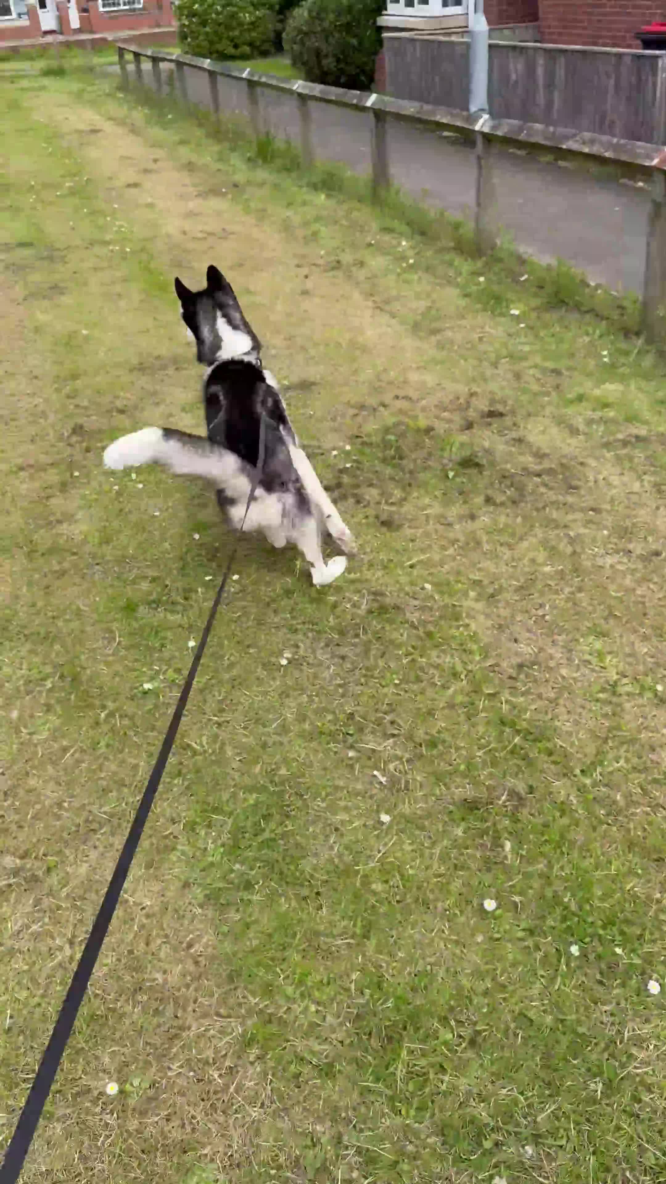 Siberian Husky dogs for stud: 🐺 Blue-Eyed Husky at Stud | Amazing Temperament in Middlesbrough - Video 2