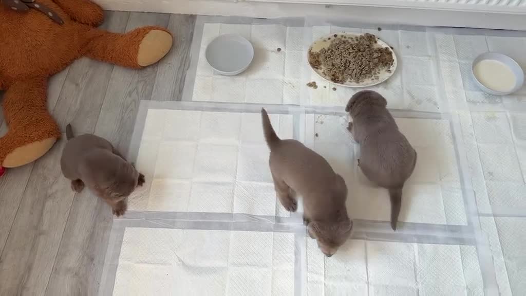 Labrador Retriever dogs for sale: Big beautiful chunky Labrador puppies - Video 2
