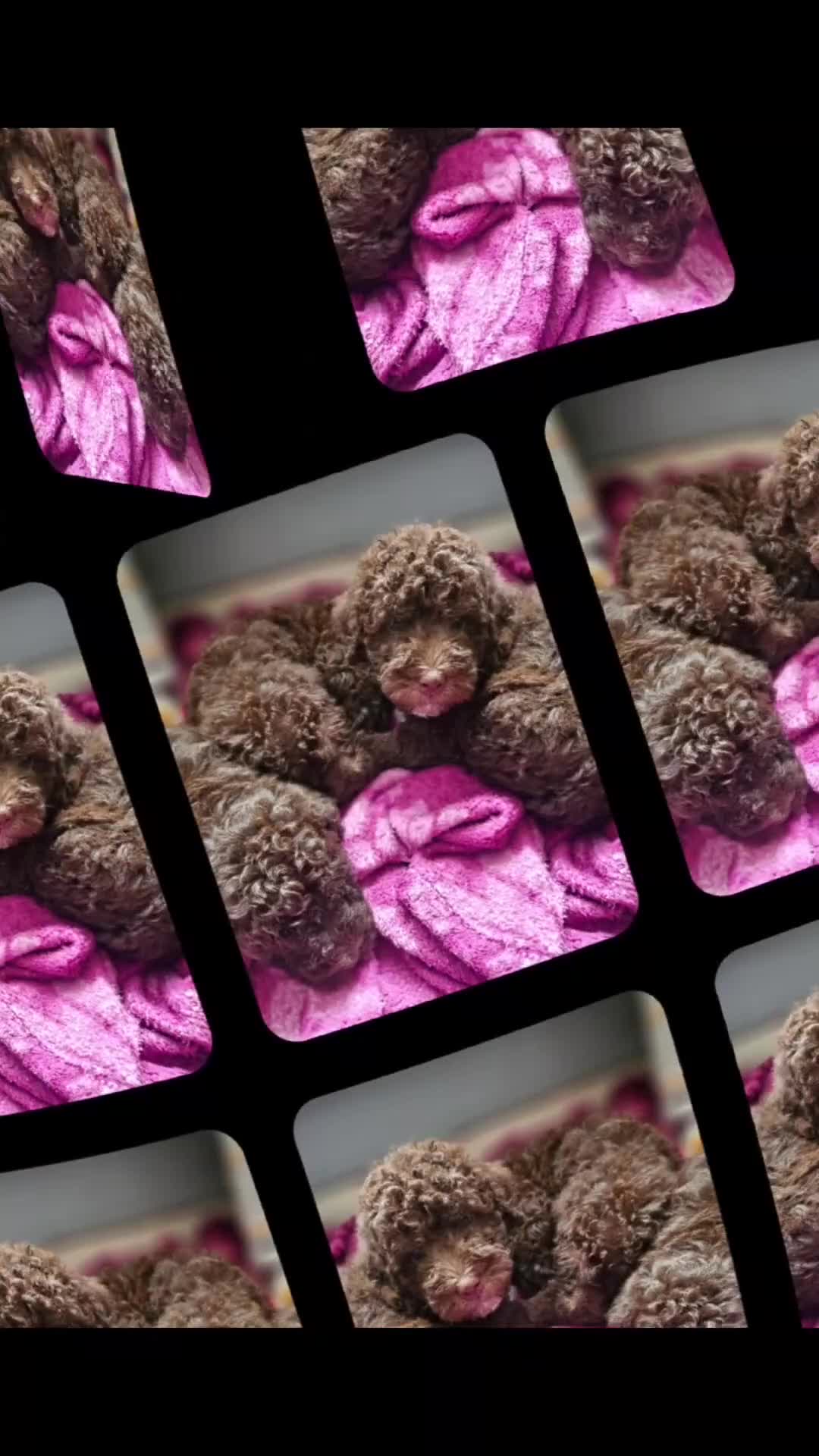 Mixed Breed dogs for sale: Miniature labradoodle cockapoo bedlington pup - Video 1
