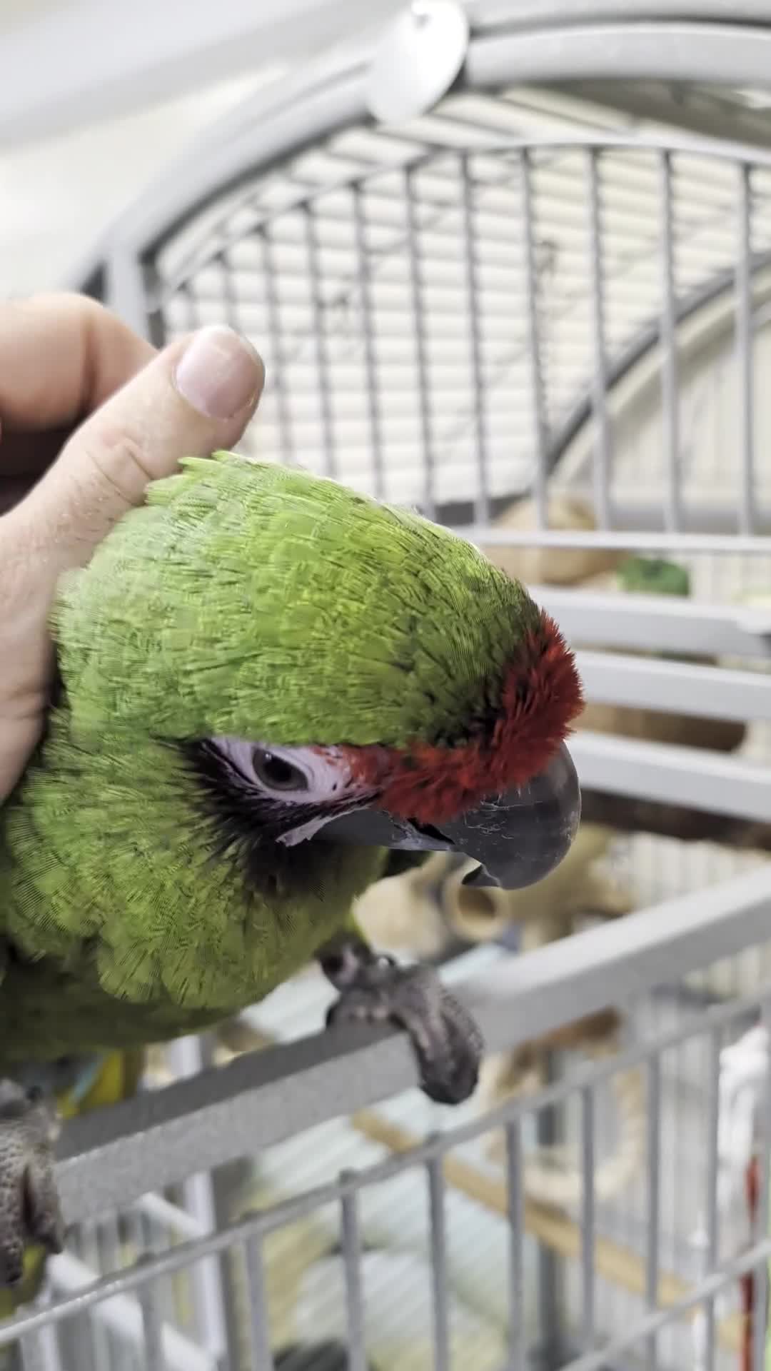 Macaws birds for sale: Hand reared military macaw super tame in Chorley - Video 1