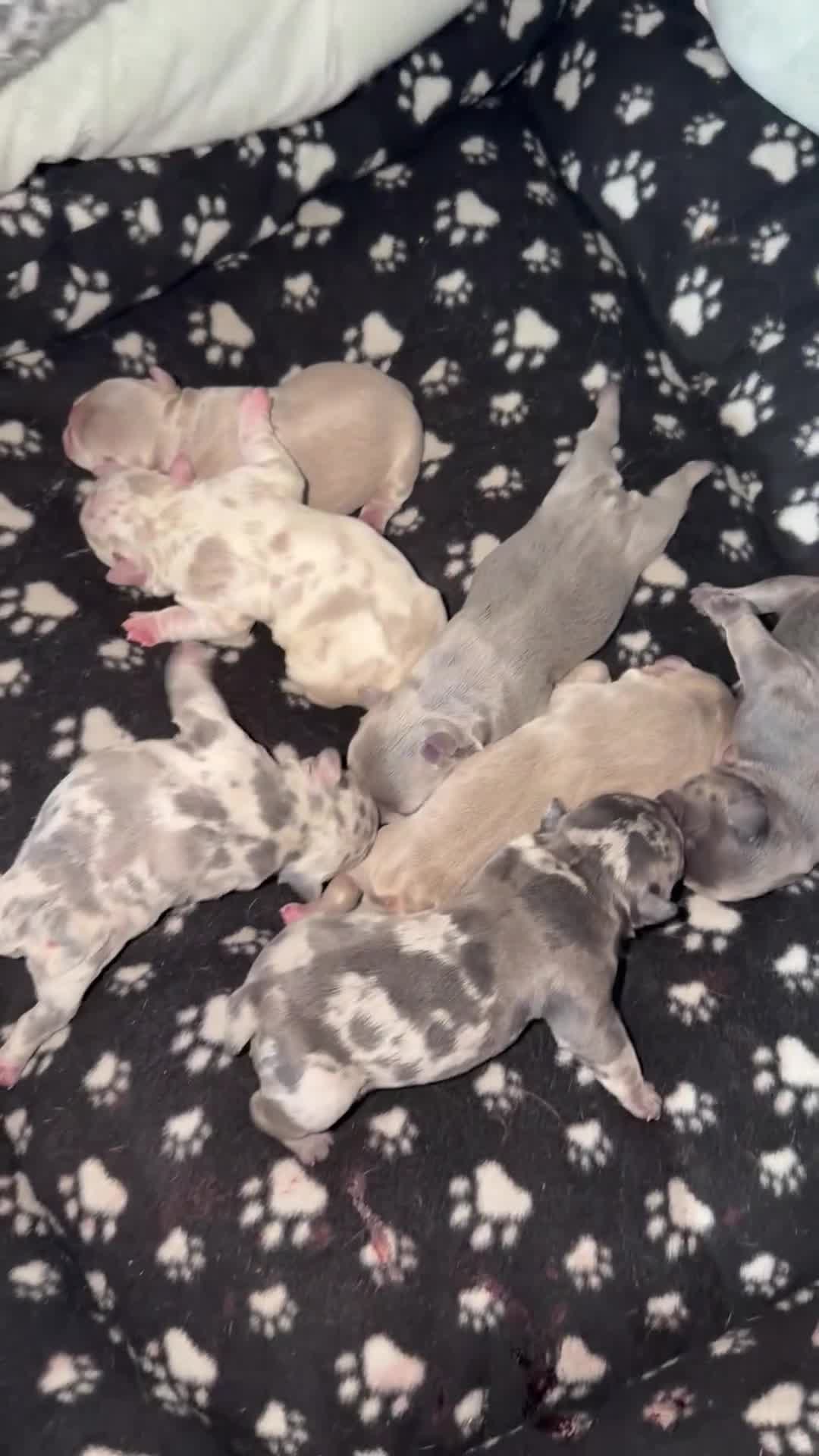 French Bulldog dogs for sale: Luxury French Bulldog Puppies for Sale - Video 1