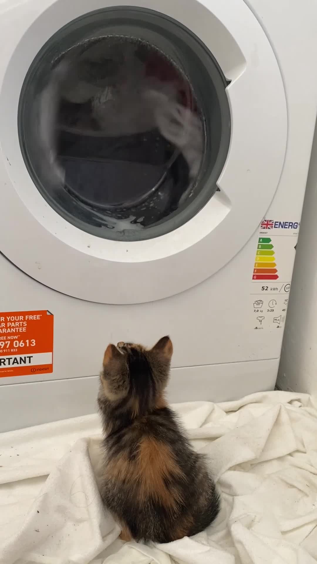 Mixed Breed cats for sale: Female kitten for sale in Norbury area in London - Video 1