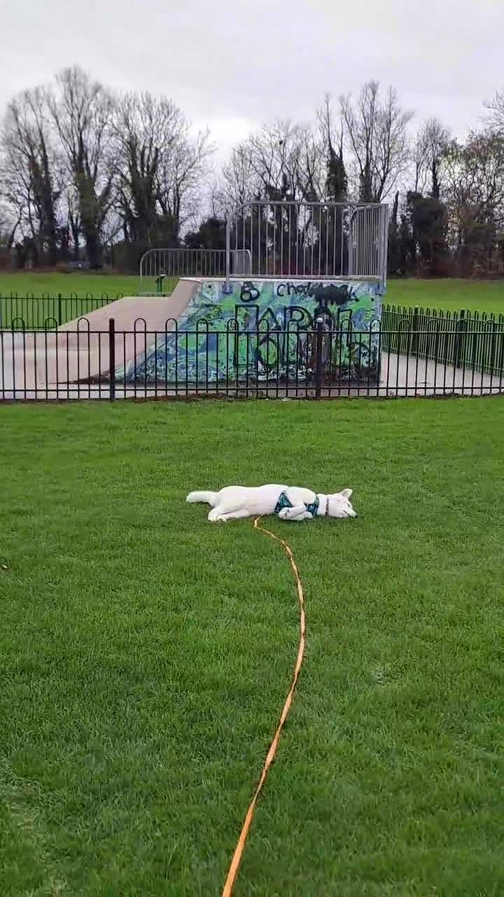 Siberian Husky dogs for sale: 8 month old husky  - Video 1