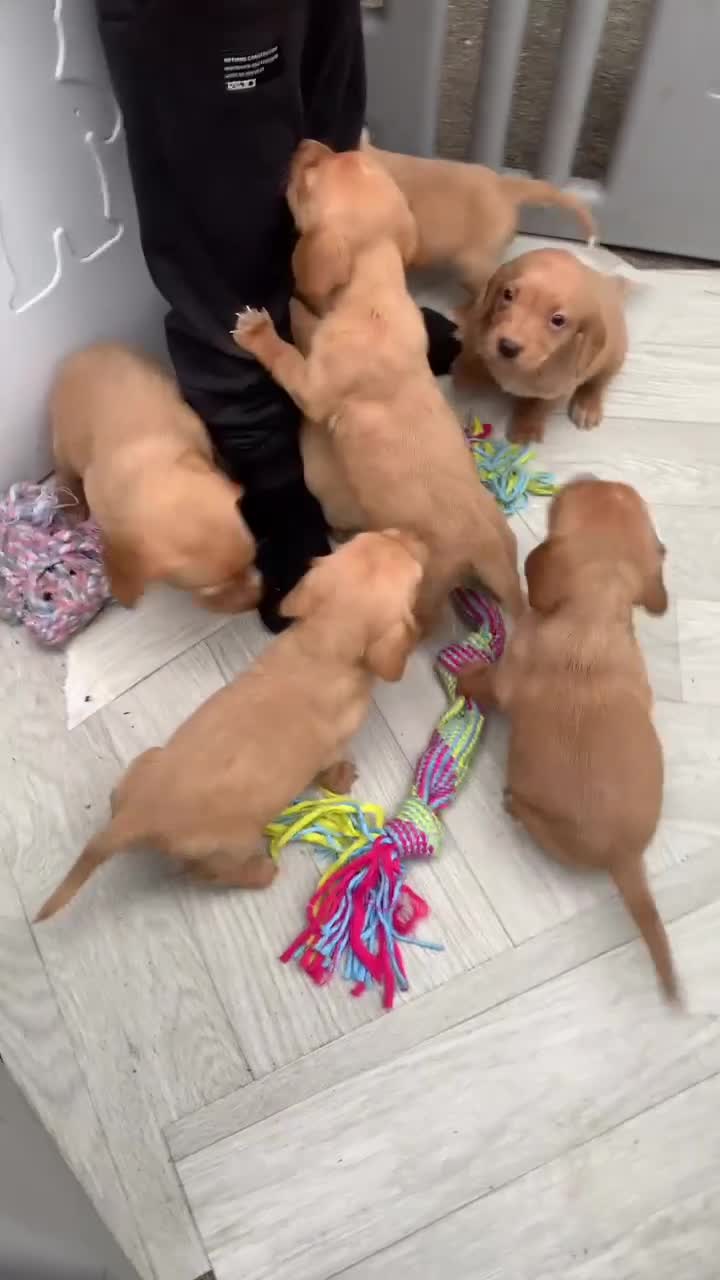 Cockerdor dogs for sale: Fox red Cockerdor pups 🐶 - Video 1