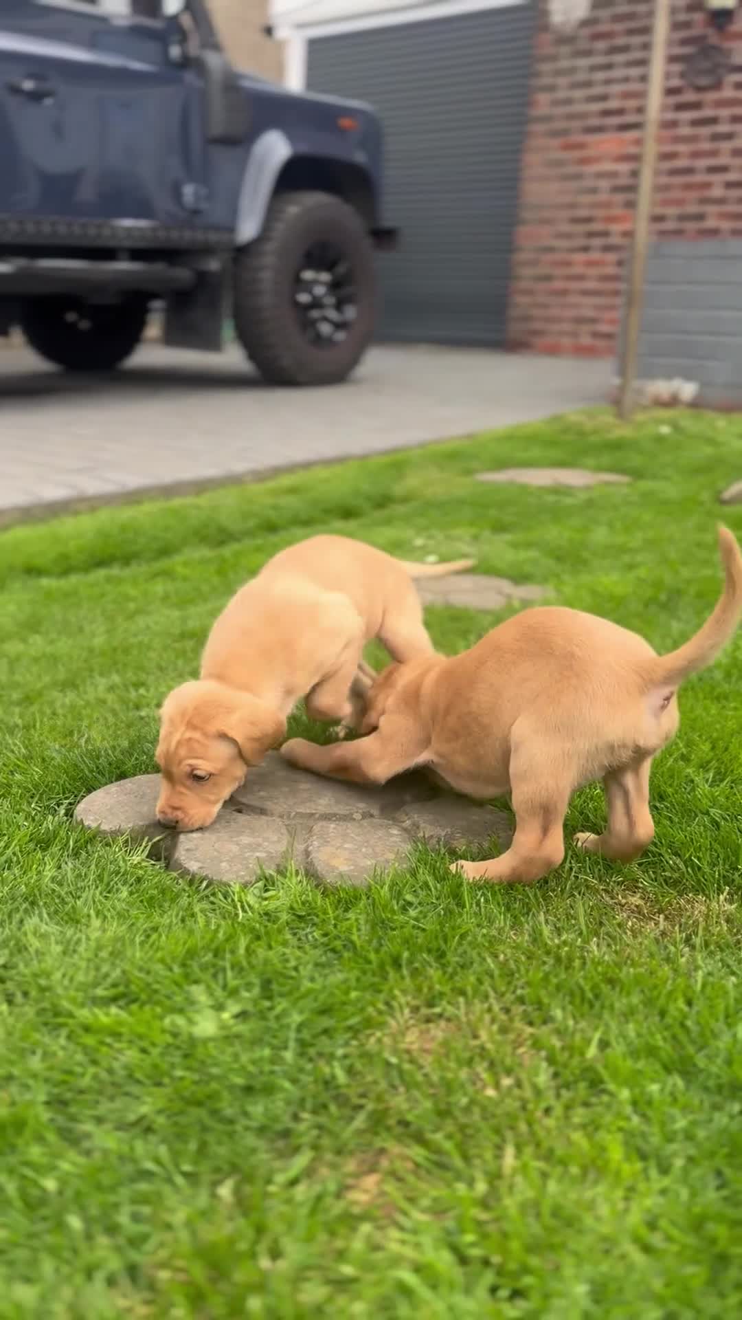 Labrador Retriever dogs for sale:  KC registered fox red lab puppies 1 FEMALE LEFT ! - Video 3