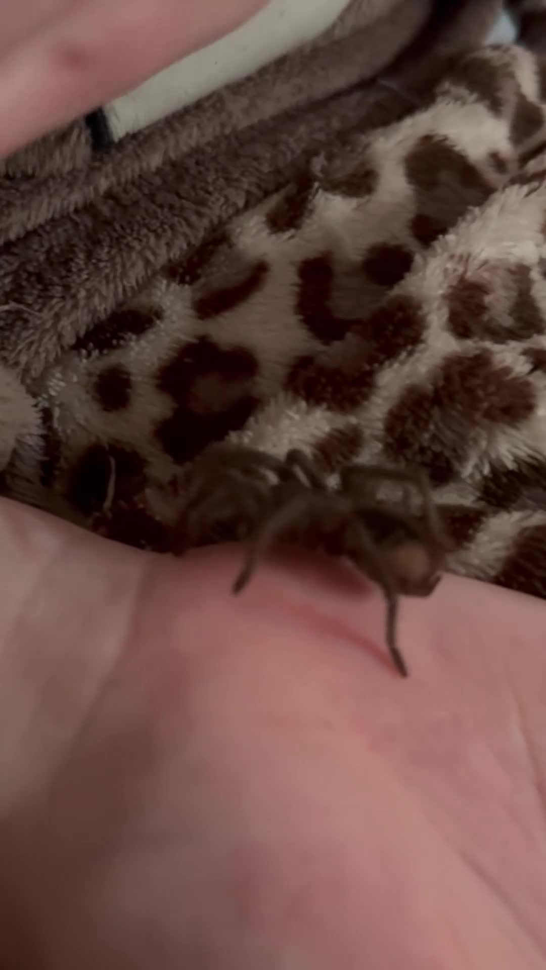 Tarantulas invertebrates for sale: Tarantulas with enclosures - Video 1