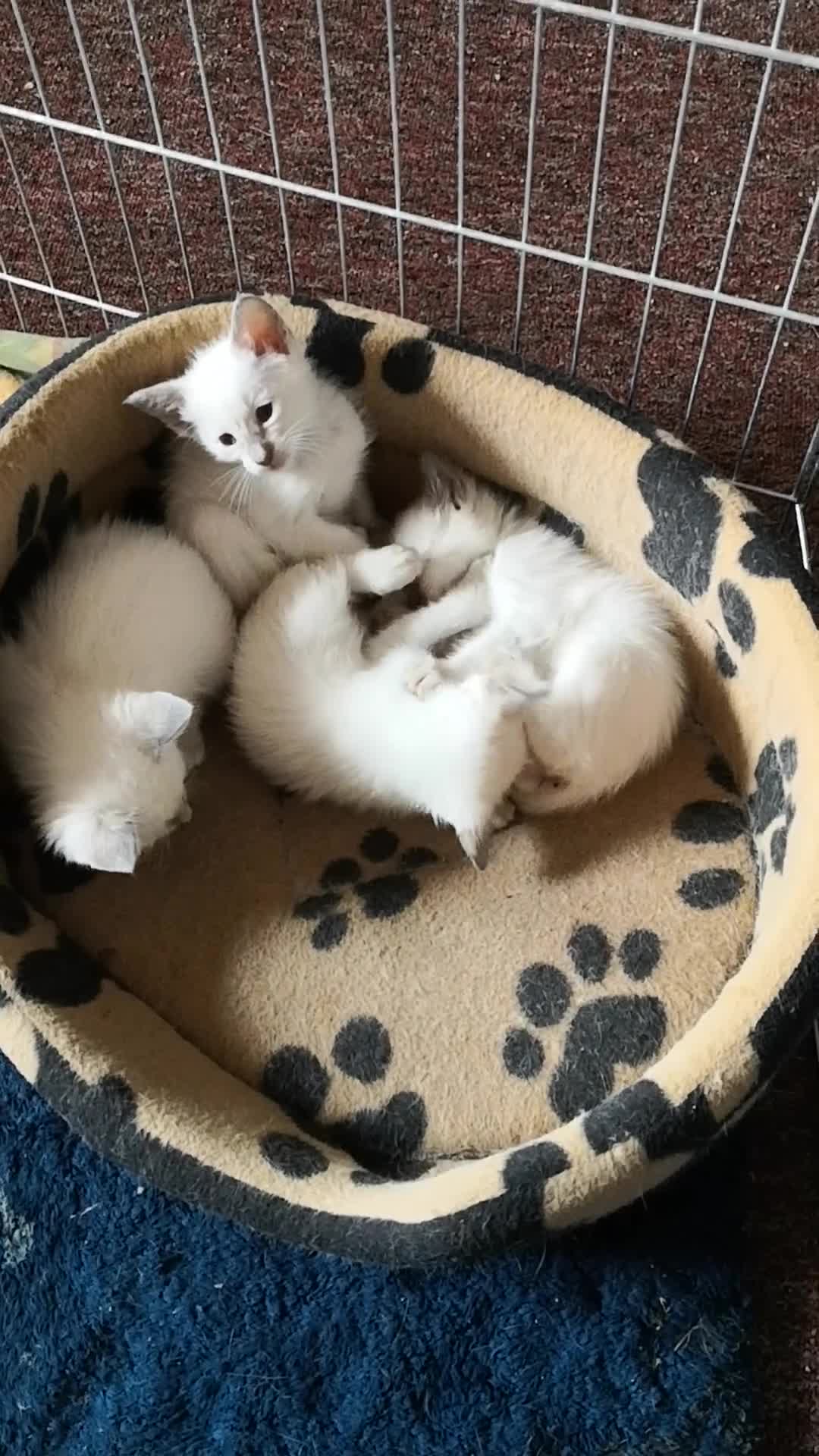 Ragamese cats for sale: Fluffy Ragdoll Cross Siamese Kittens - Video 1