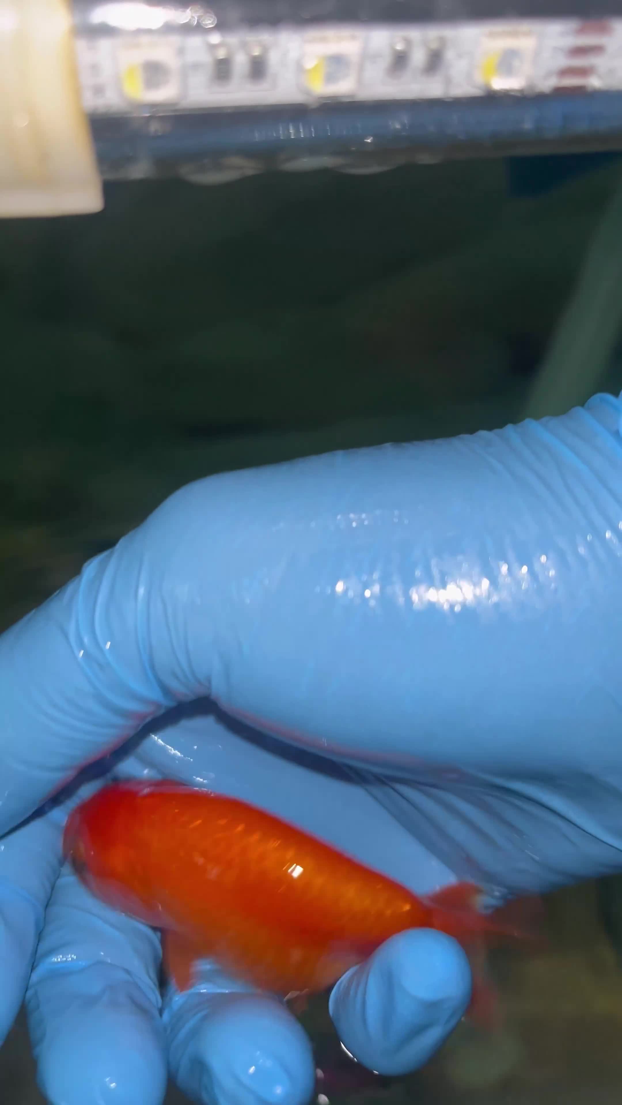 Fancy Goldfish fish for sale: 2X A GRADE YOUNG RANCHU FANCY GOLDFISH - Video 2