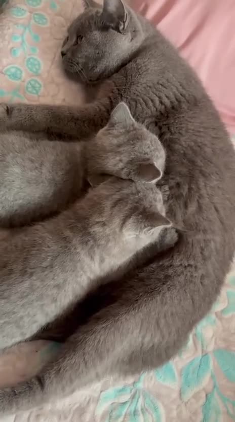 British Shorthair cats for sale: GCCF Registered Pure Breed Blue British Shorthair in New Malden - Video 1