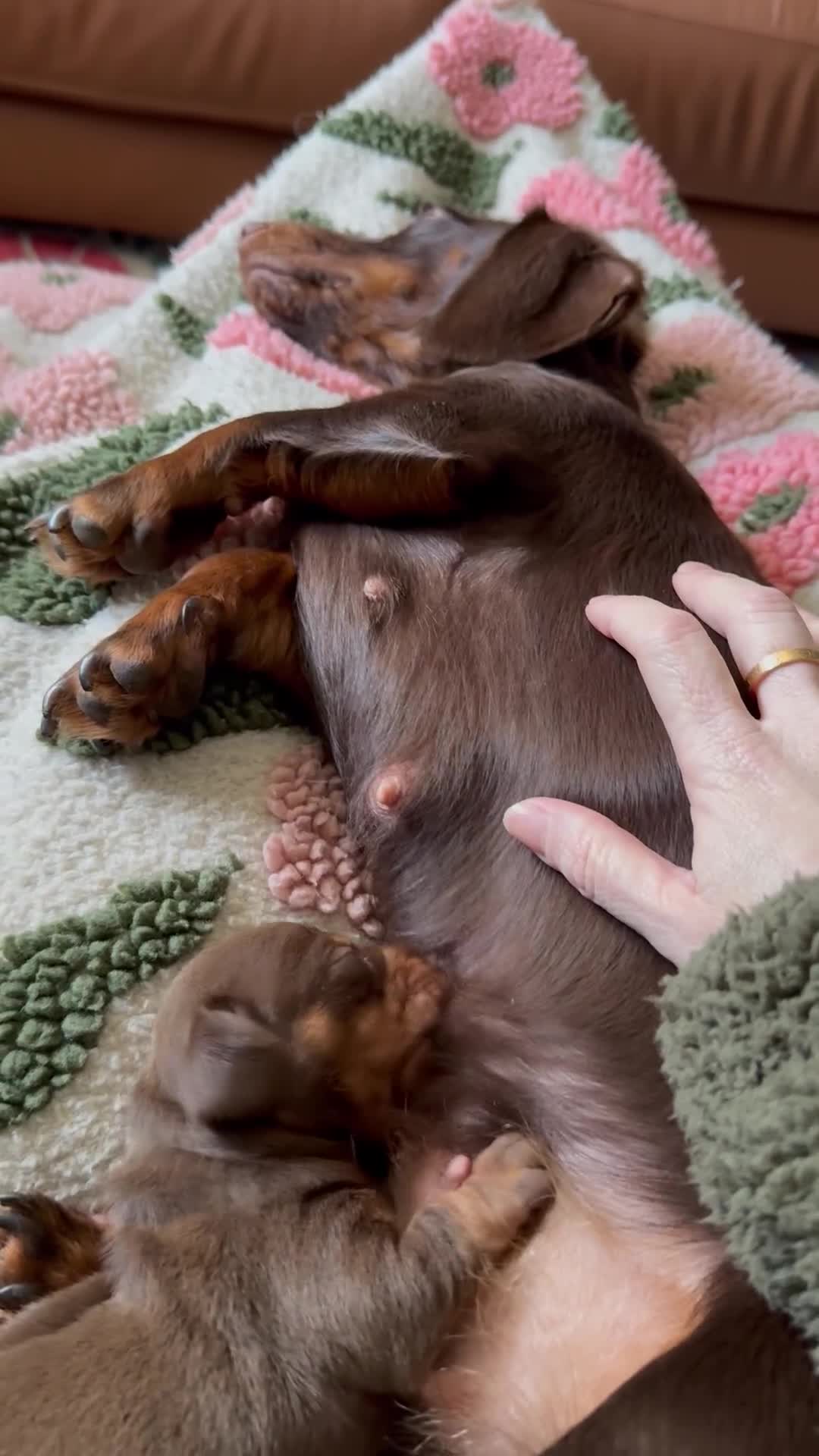 Miniature Dachshund dogs for sale: Beautiful Light Brown & Tan female dachshund.  in Cambridge - Video 1