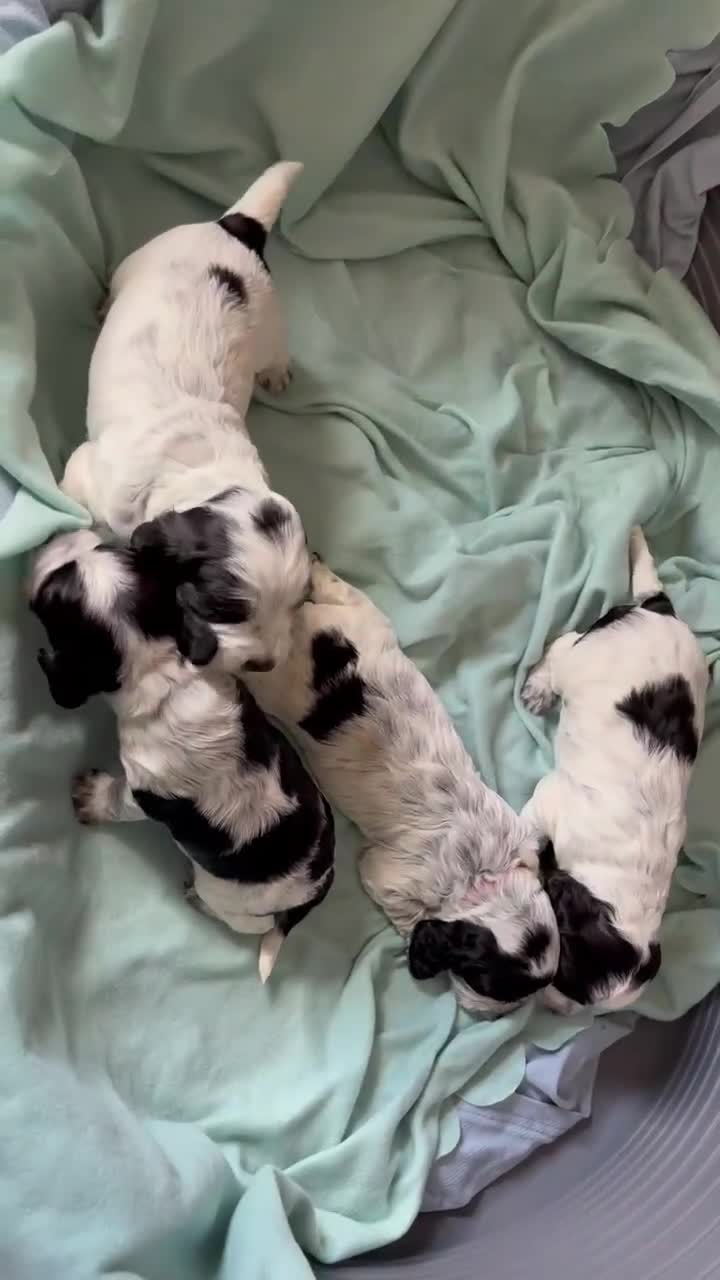 Cocker Spaniel dogs for sale: Working cocker spaniel puppies blue roan  - Video 1