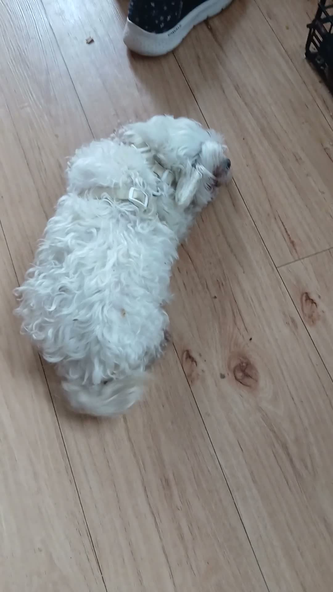 Mixed Breed dogs for sale: beautiful Maltes/Lhasa apso  - Video 1